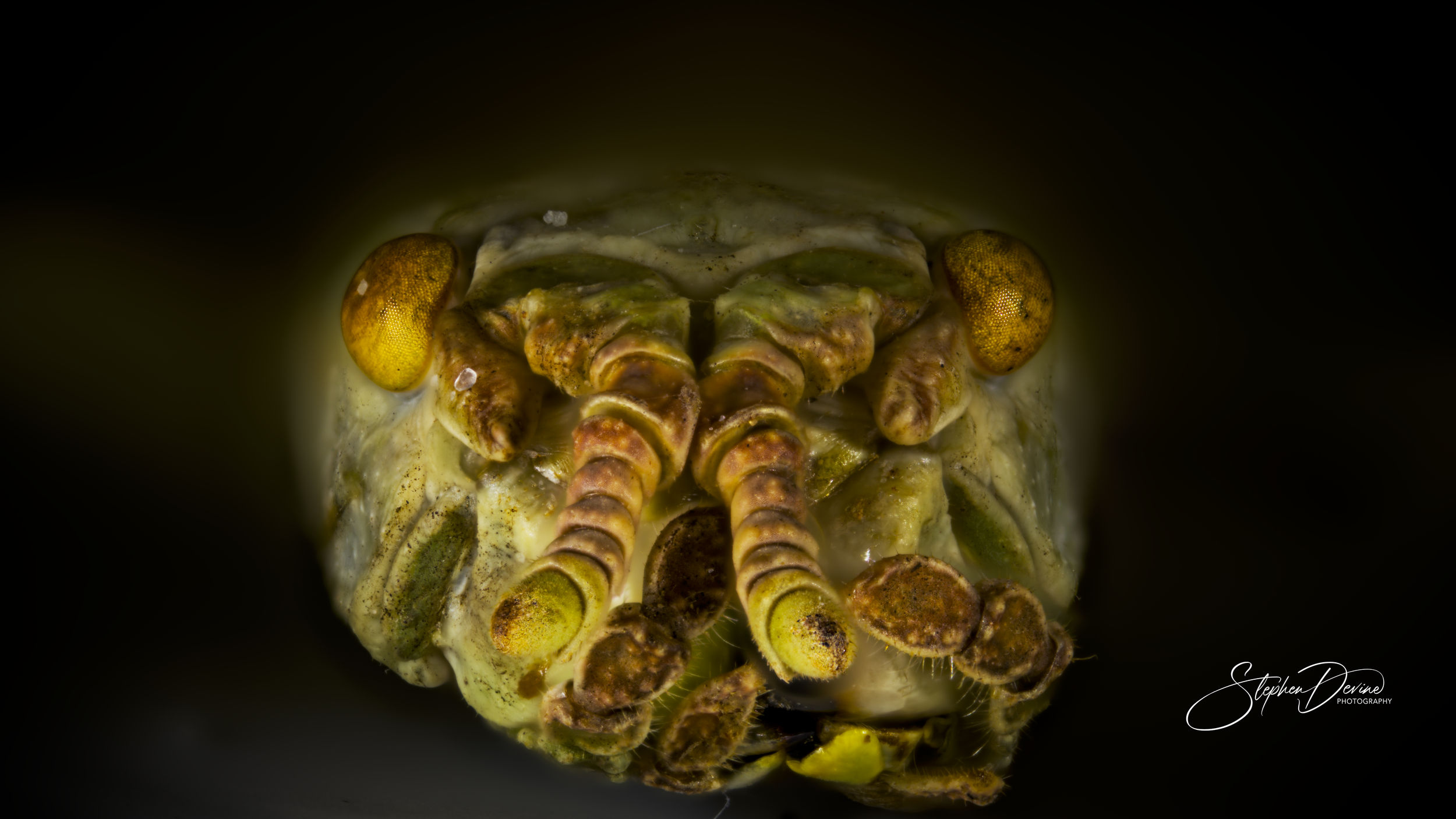 Head of Phyllium celebicum  - Giant Leaf Insect