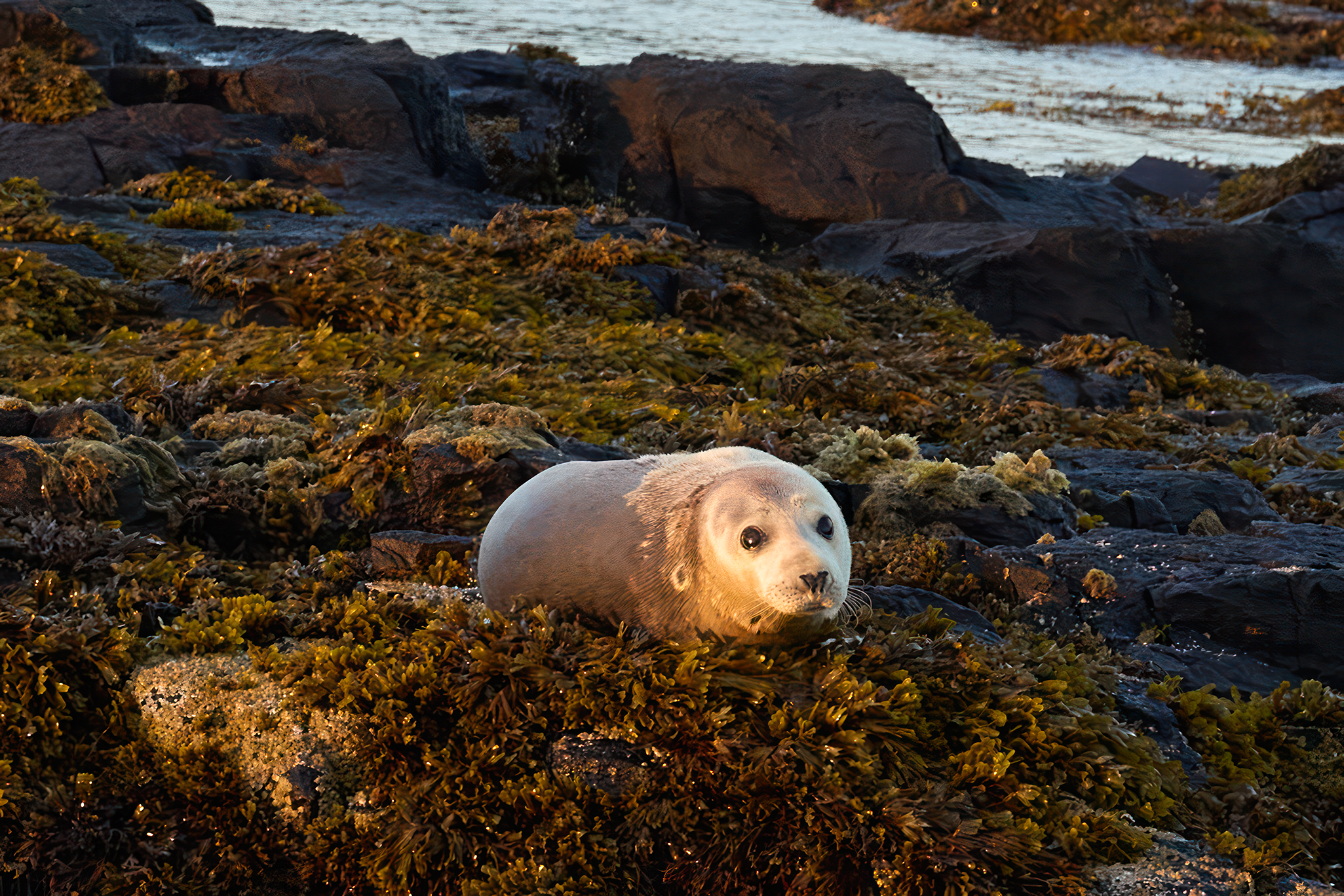 seal_pup_small.png