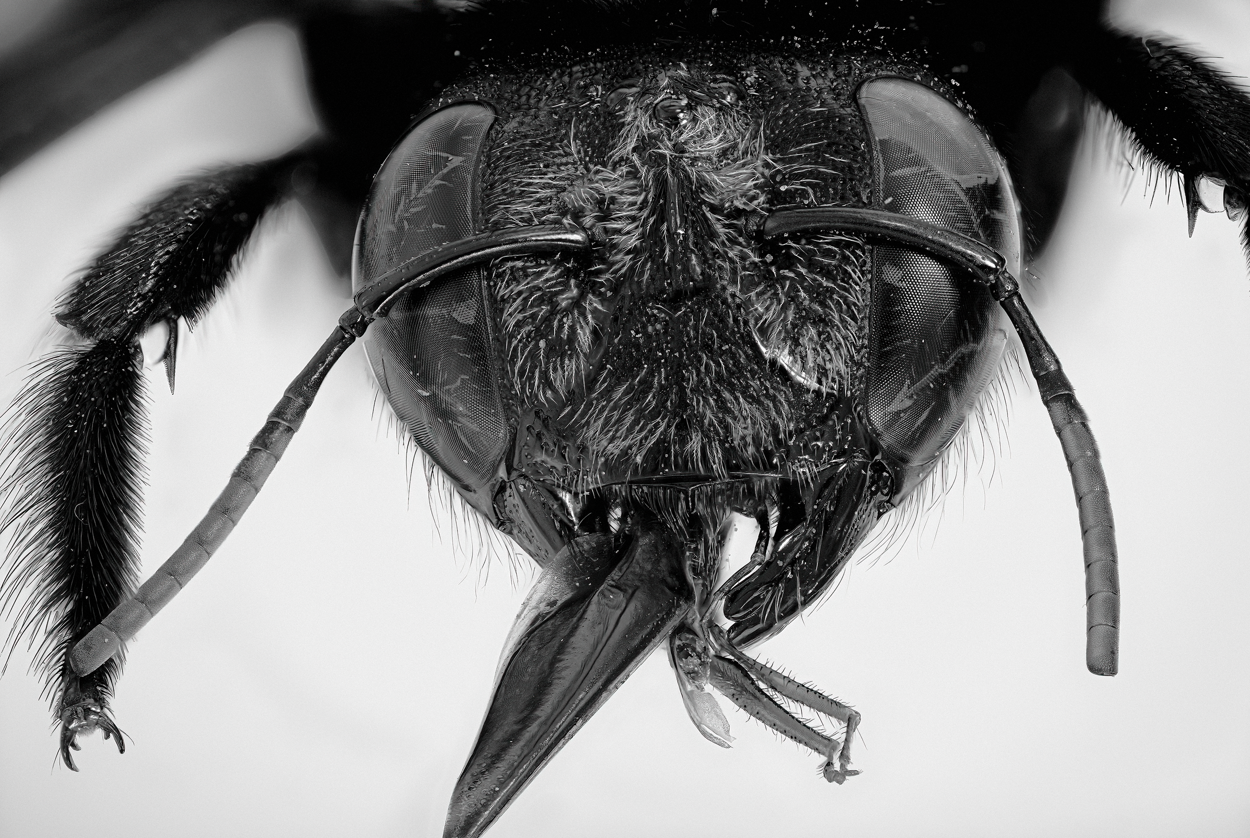 carpenter_bee_1.png