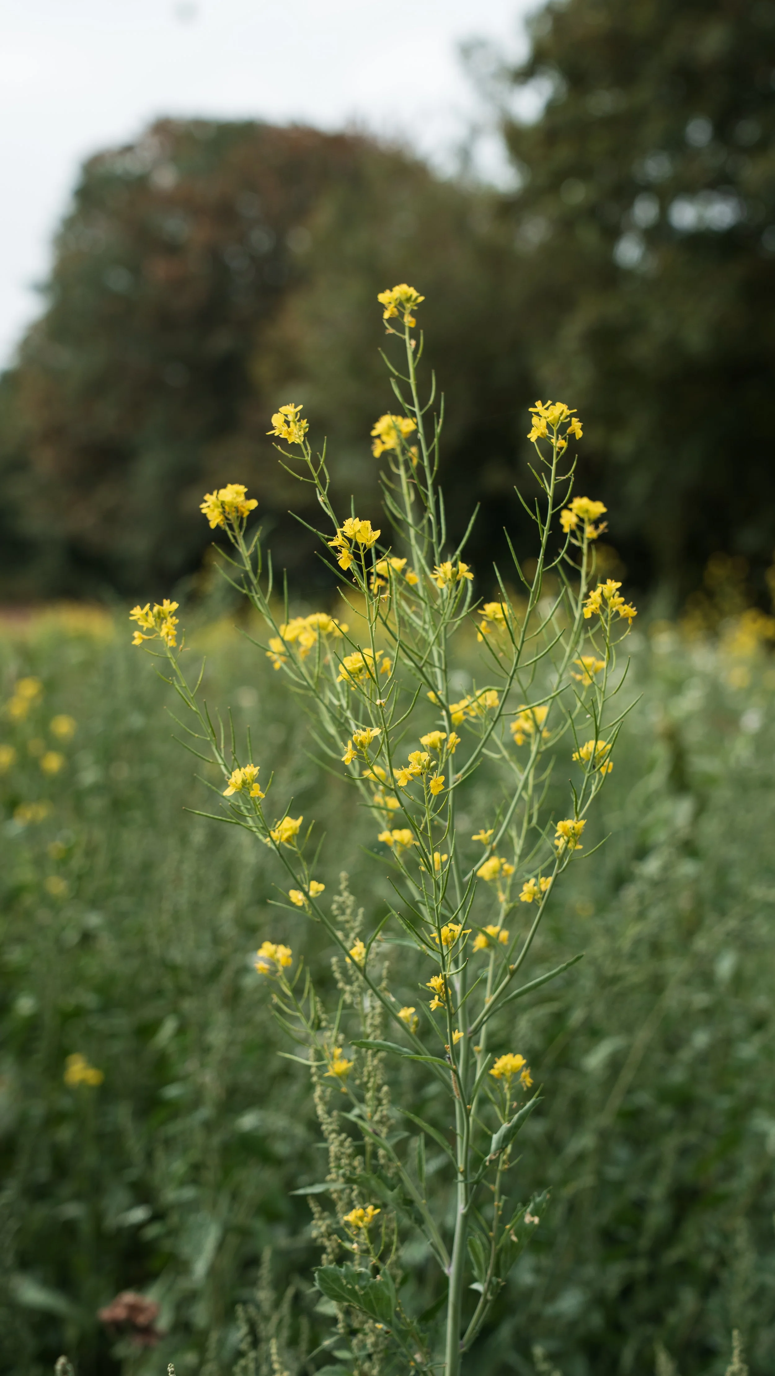 SSF-260825-AB-COVER CROP JUDGING_8.jpg