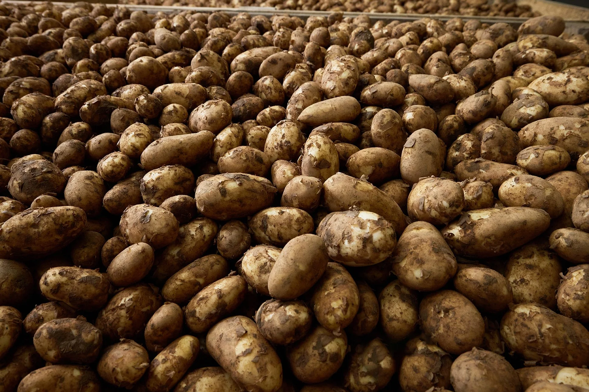 Jersey Royals high rez_GMAC0640 WEBSHOP.jpg