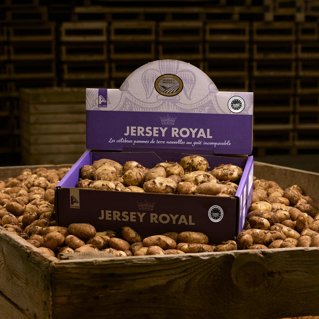 Jersey online 6KG.png