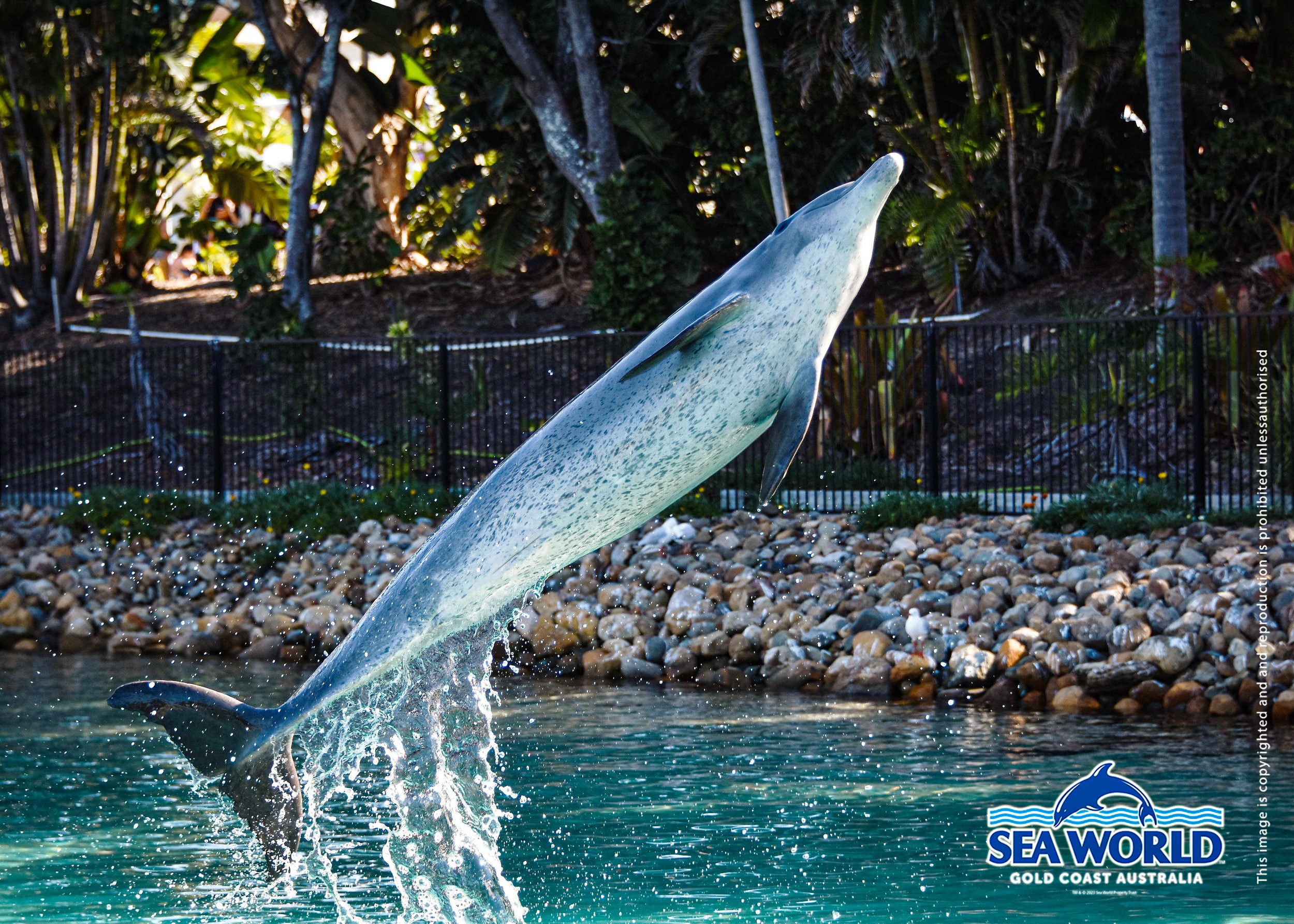A dolphin leaping out of the water at Sea World in Gold Coast, Australia.
