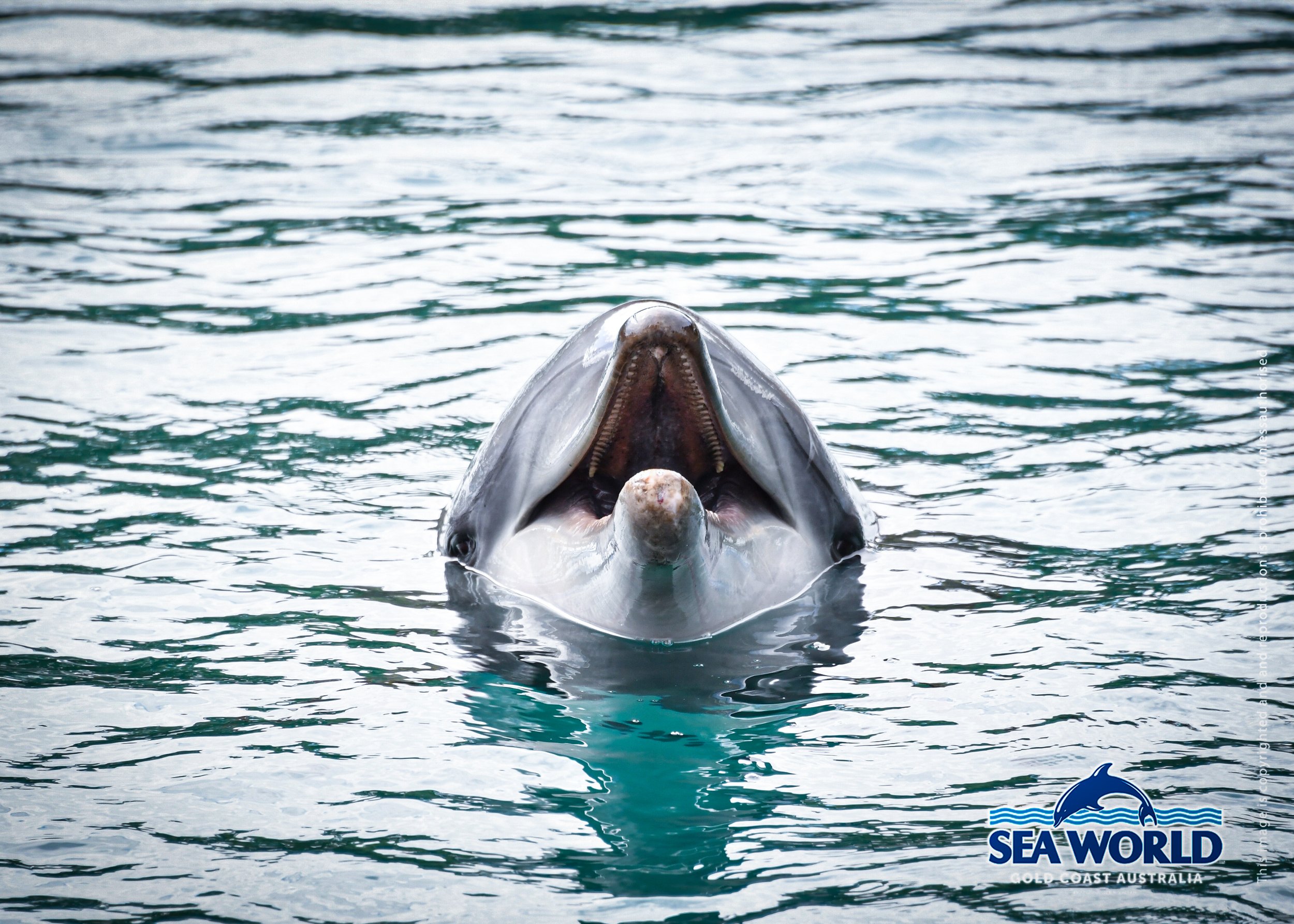 A great white shark breaching the water in the ocean at Sea World, Gold Coast, Australia.