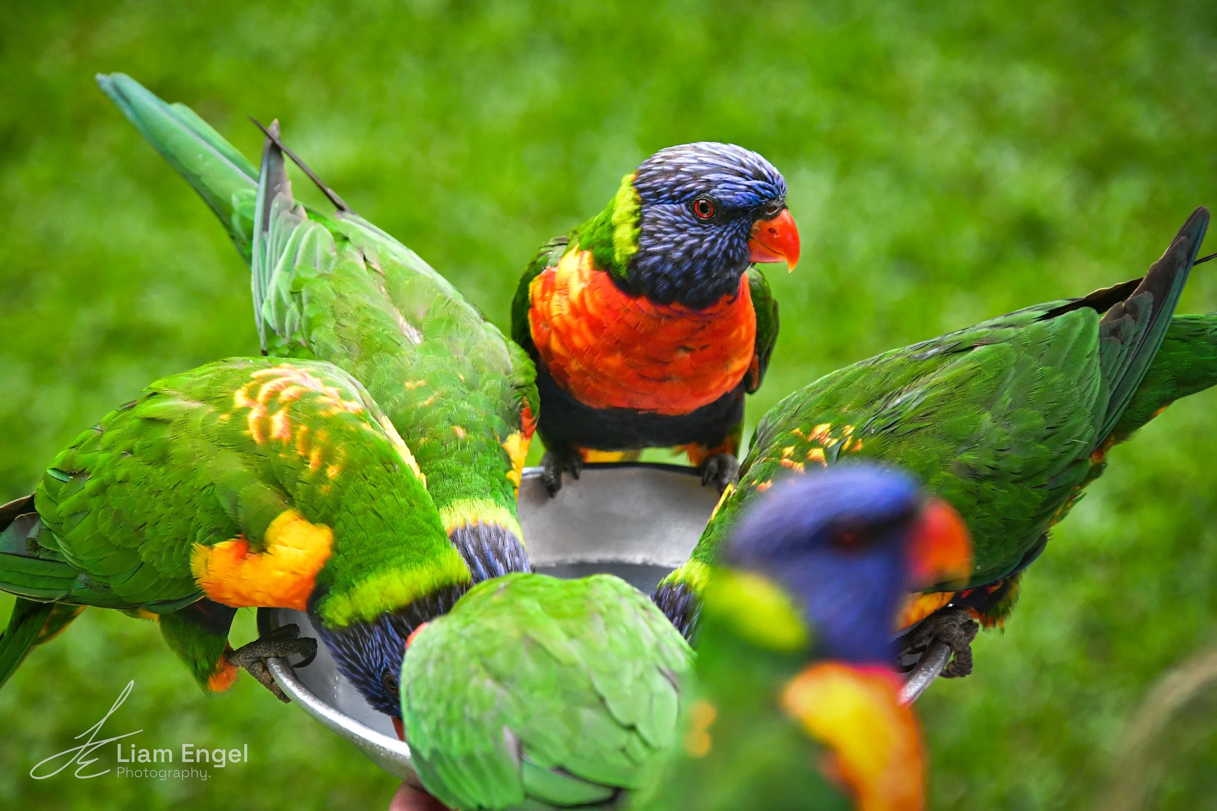 Colorful lorikeets gathered around a shallow dish, feeding on nectar, with bright green grass in the background.
