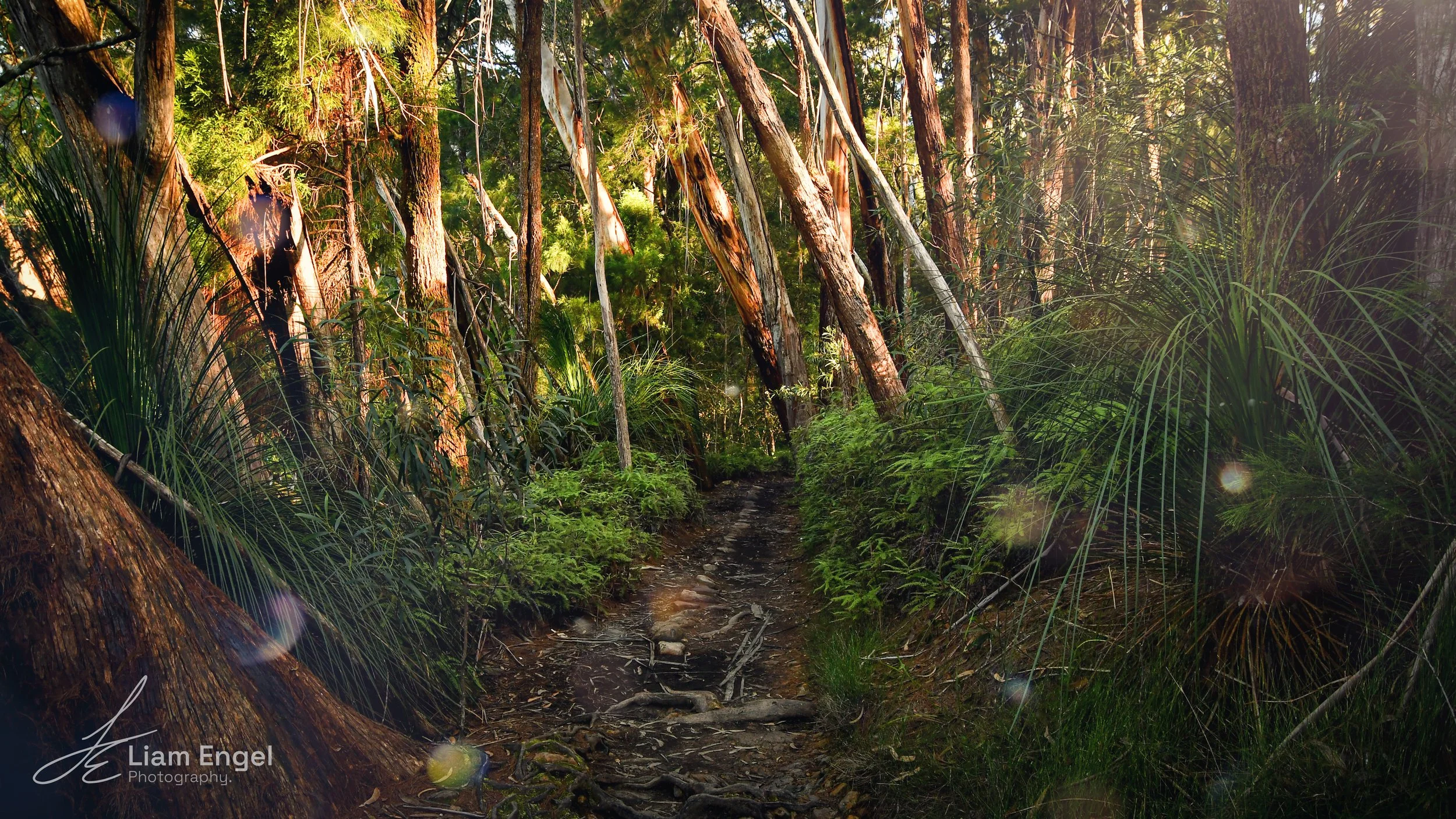 Sunlight filtering through dense trees in a lush forest, with a small dirt trail running through it and various green plants along the sides.