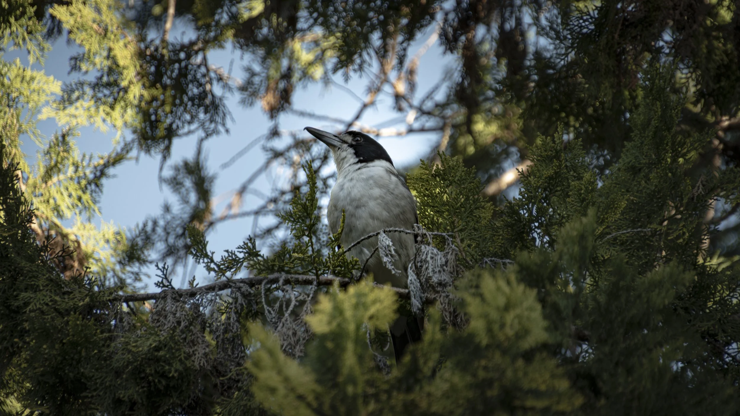 A woodpecker perched on a branch in a green pine tree against a blue sky.