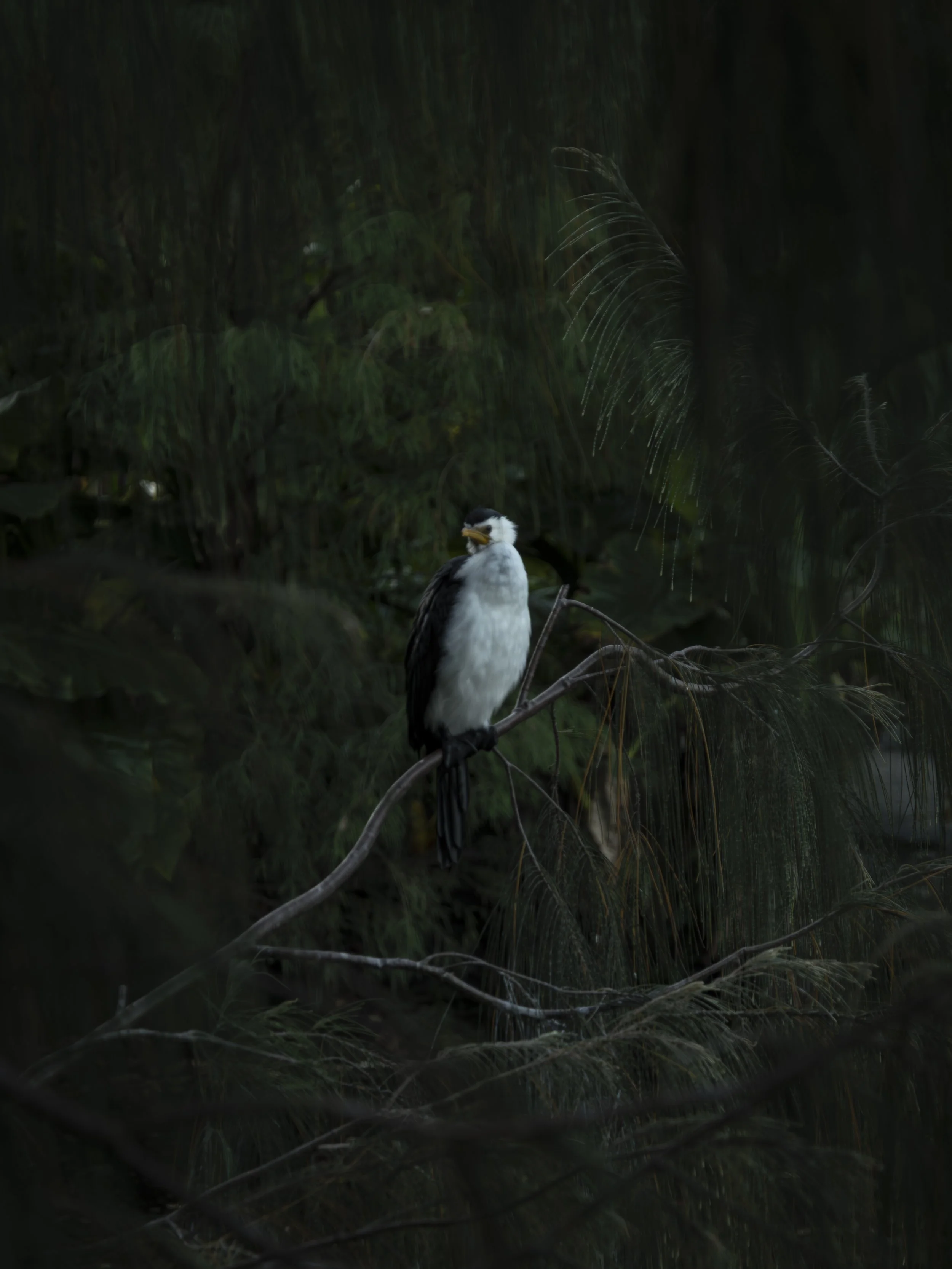 A bird perched on a branch in a dense, dark forest, with green foliage in the background.