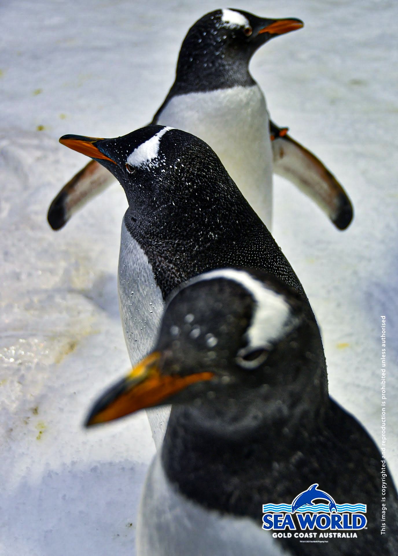 Three penguins standing on snow, with the Sea World Gold Coast Australia logo in the bottom right corner.