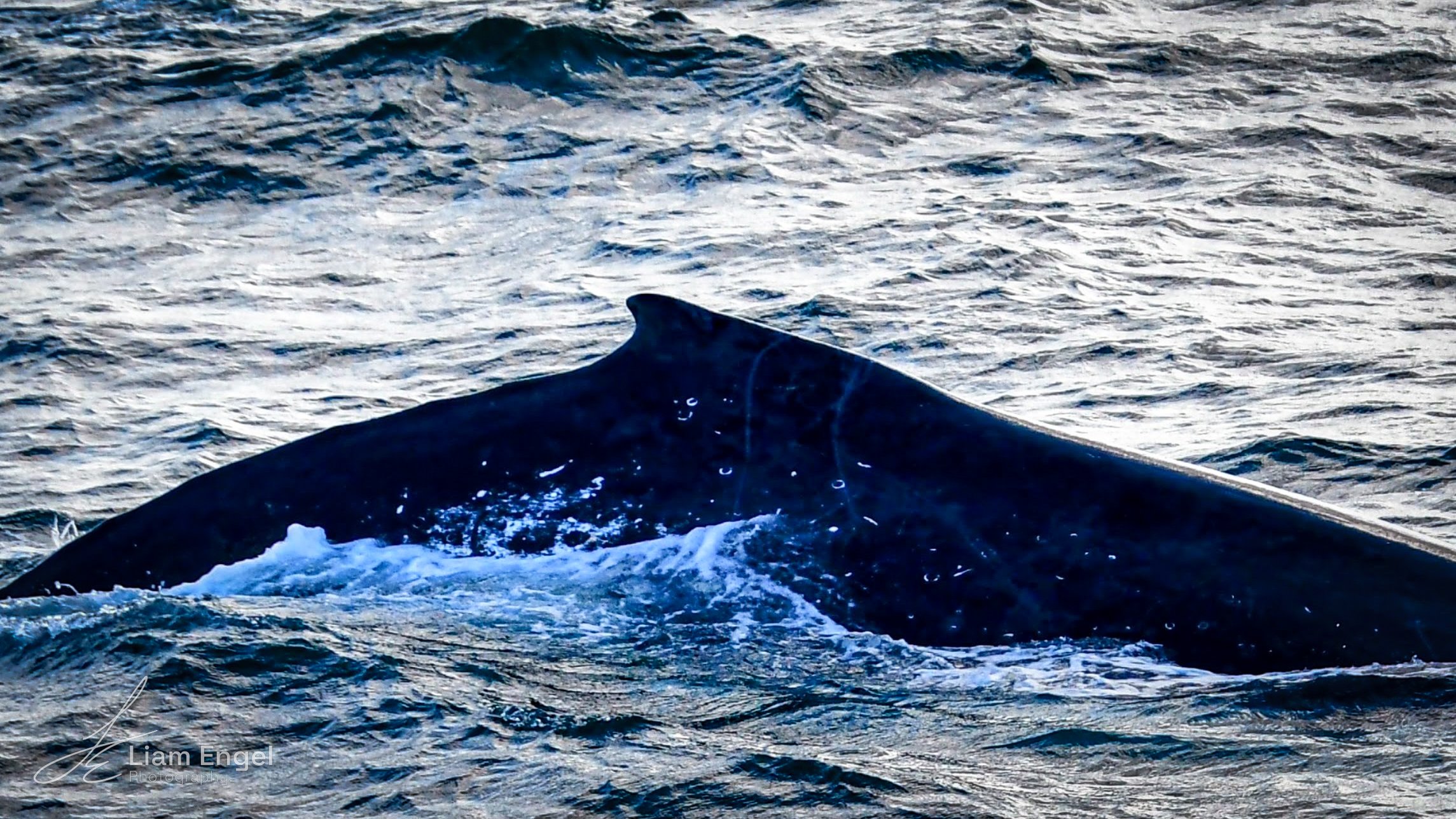 A humpback whale's tail rising above the ocean surface with choppy waves around it.