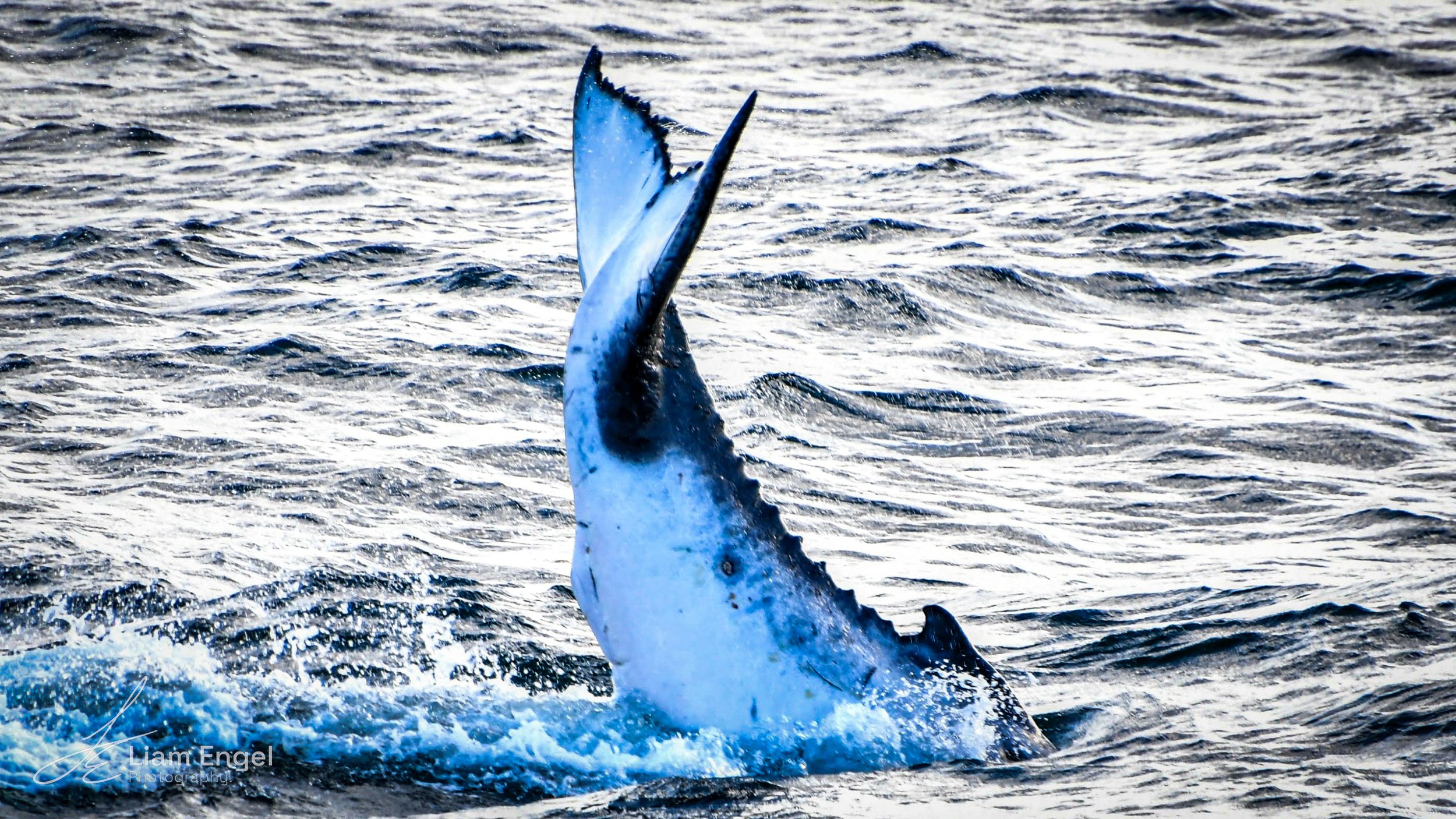 Dorsal fin and tail of a whale emerging from the ocean during a jump, with rippled water surface reflecting light.