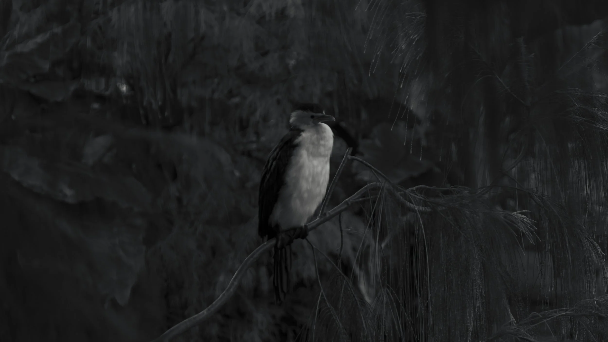 A bird perches on a branch in a dark, dense forest setting.