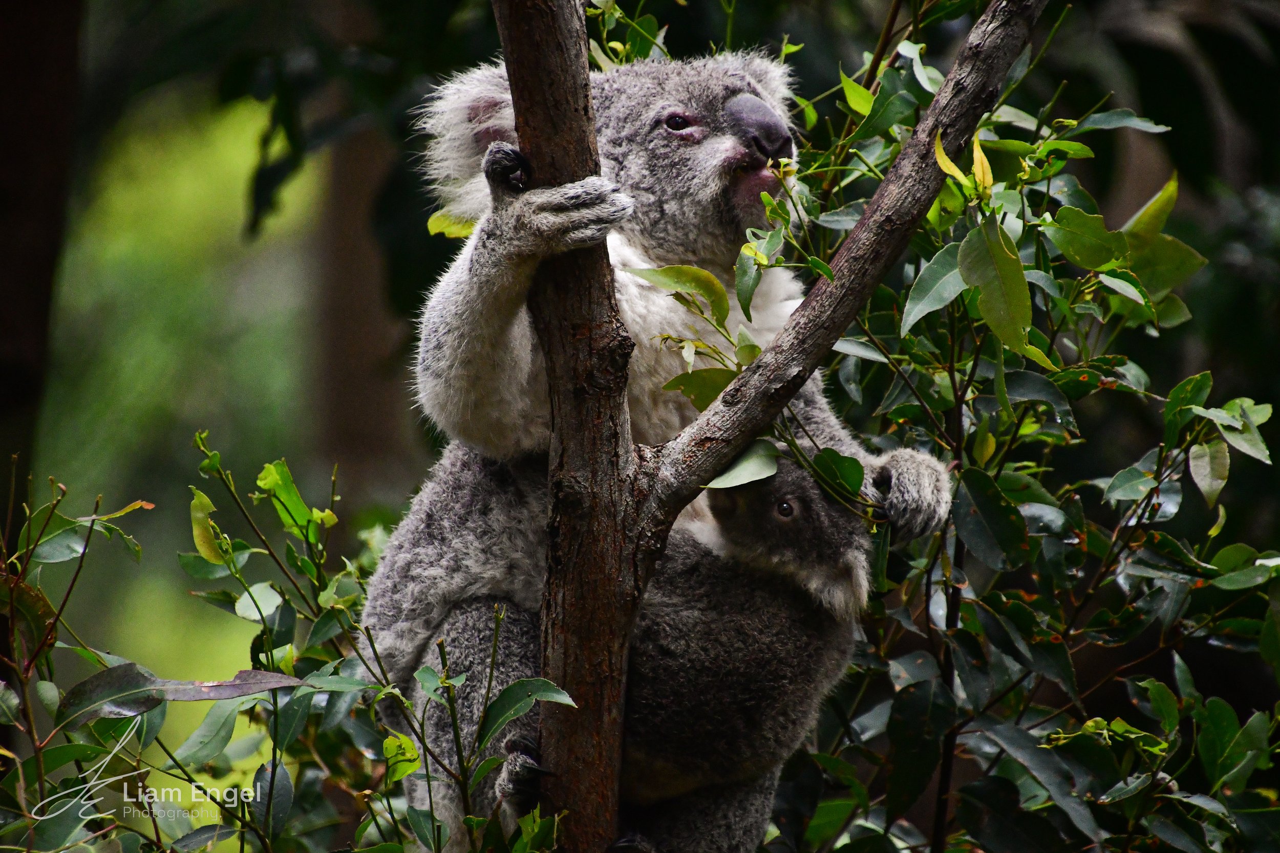 A koala bear climbing a tree in a lush green forest.