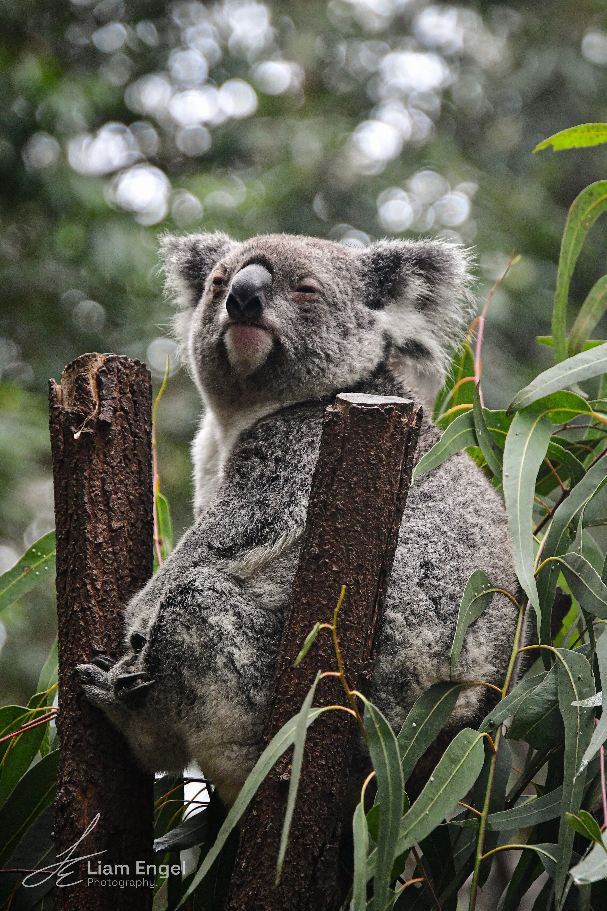 A koala sitting in a tree among green leaves, with a relaxed and content expression.