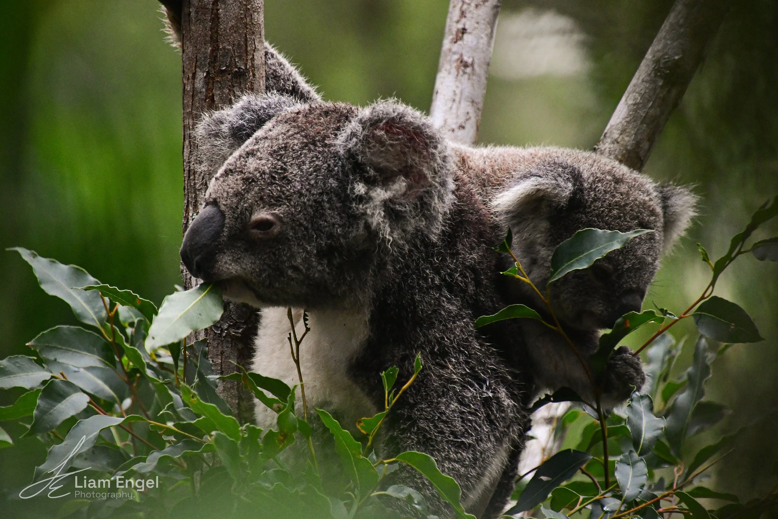 Two koalas sitting on a tree branch, surrounded by green leaves, with one eating leaves.