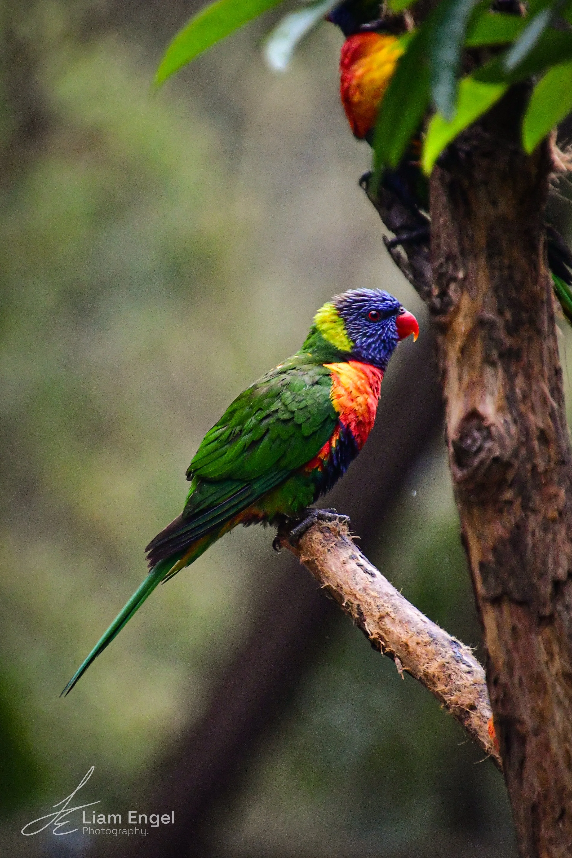 A colorful bird with a bright blue head, red beak, green body, and orange chest perched on a tree branch.