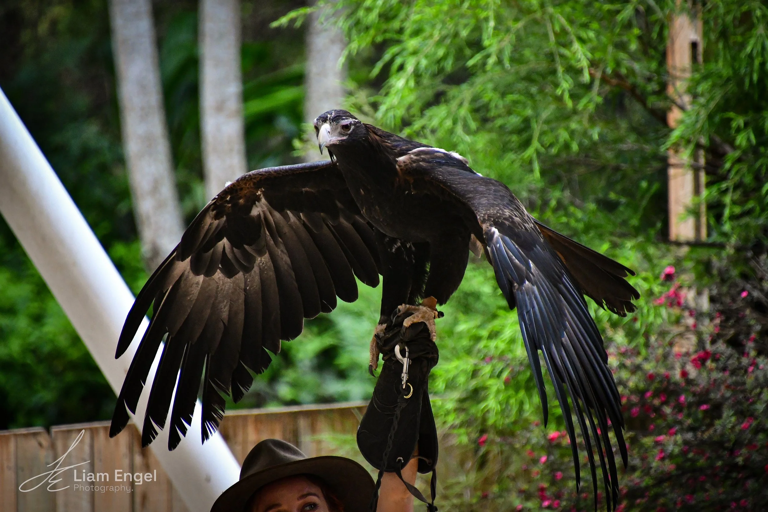 A person holding a large bird of prey, likely a raptor, with outstretched wings. The person is wearing a hat and is outdoors with green trees and flowering plants in the background.