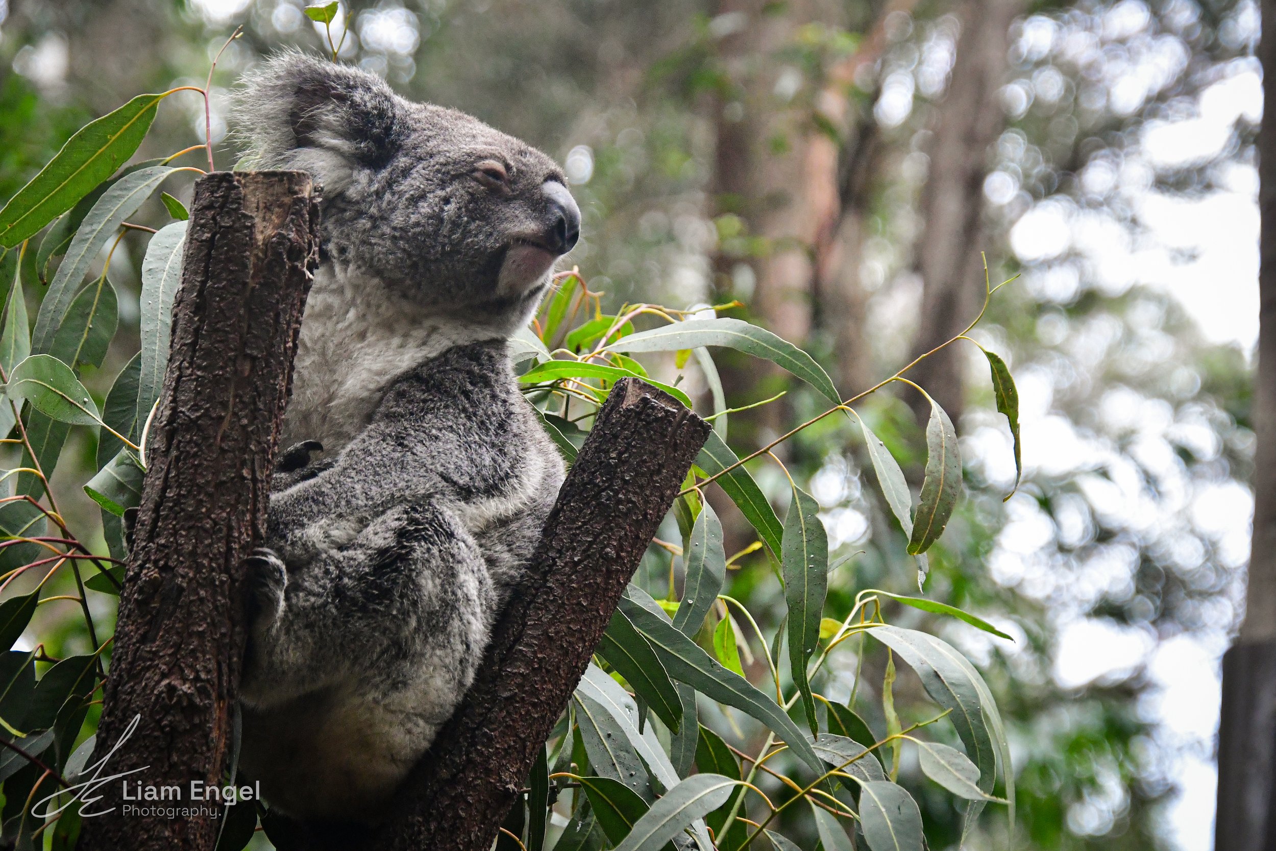 A koala sleeping on a tree branch surrounded by leaves in a forest