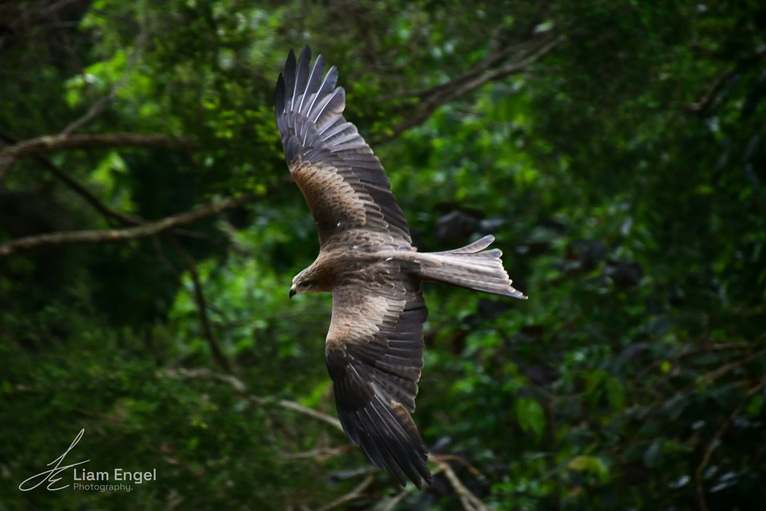 A bird of prey flying through a lush green forest.
