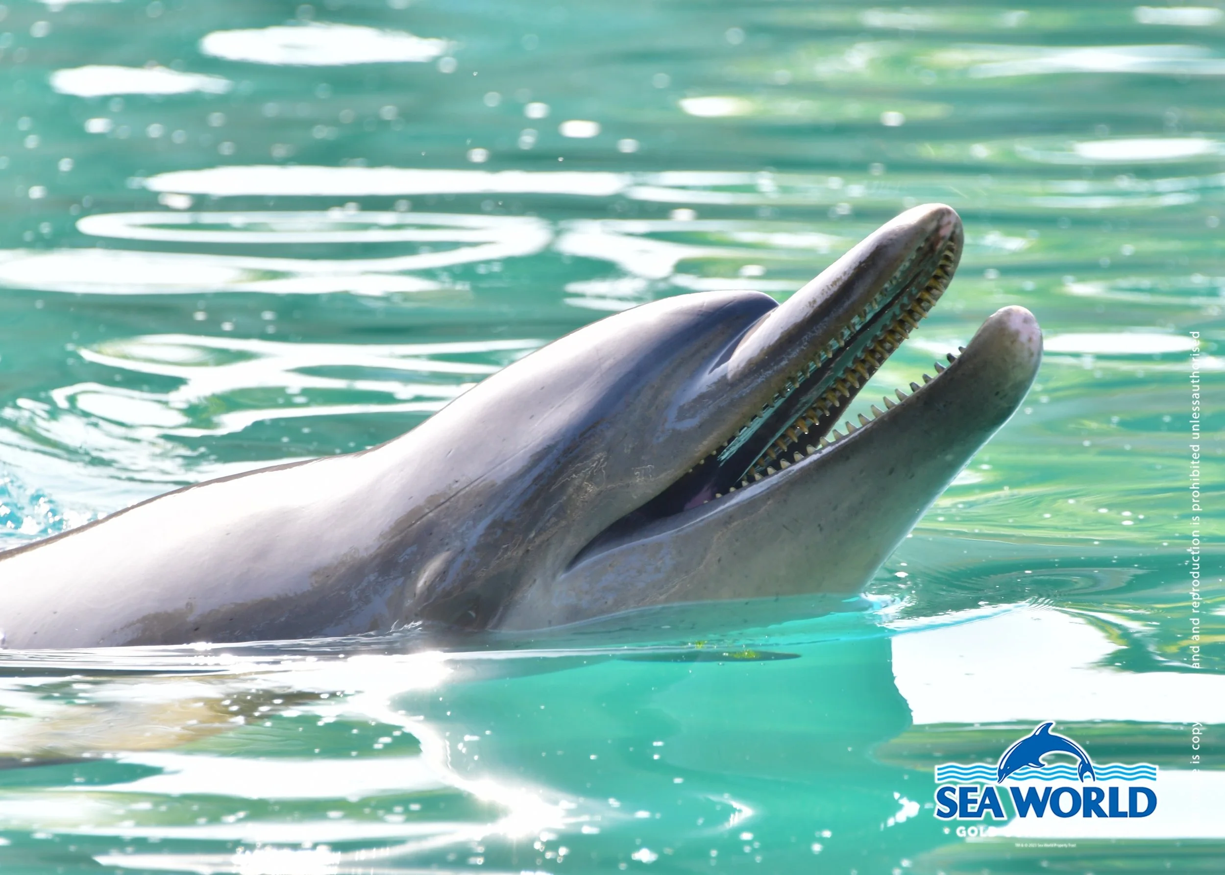 A dolphin near the surface of the water, with its head and upper body visible and slightly submerged.