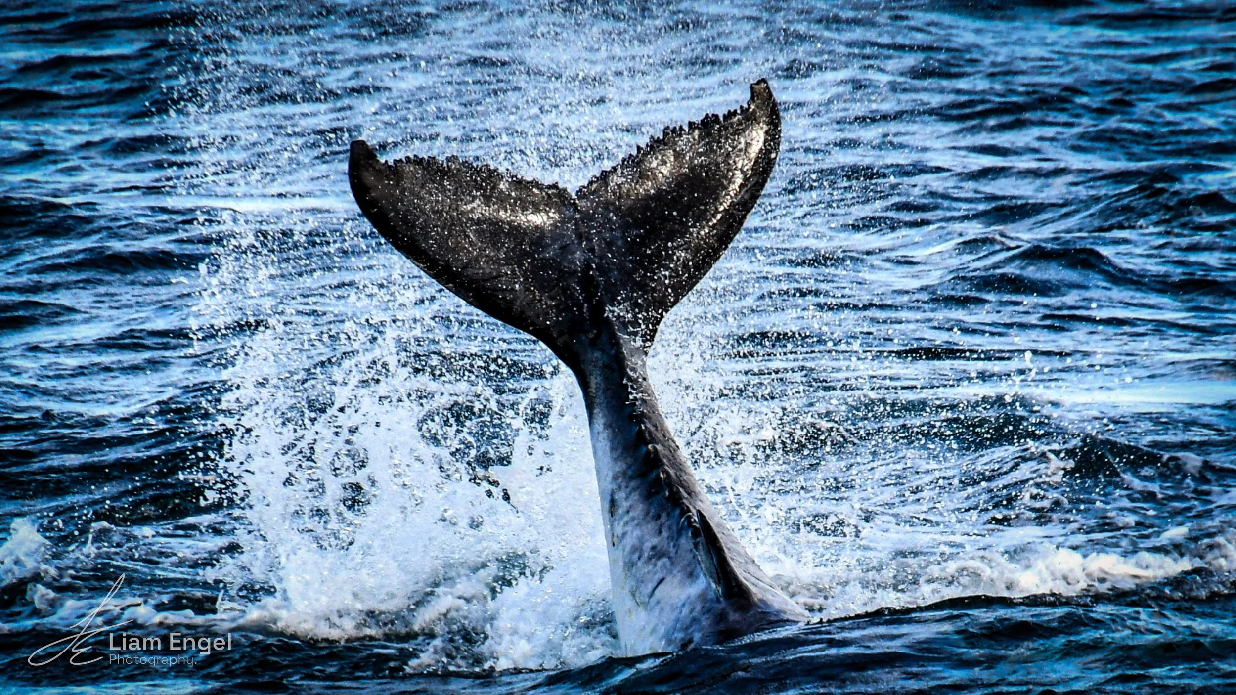 The tail of a whale sticking out of the water as it dives, with splashes and ripples visible in the ocean.