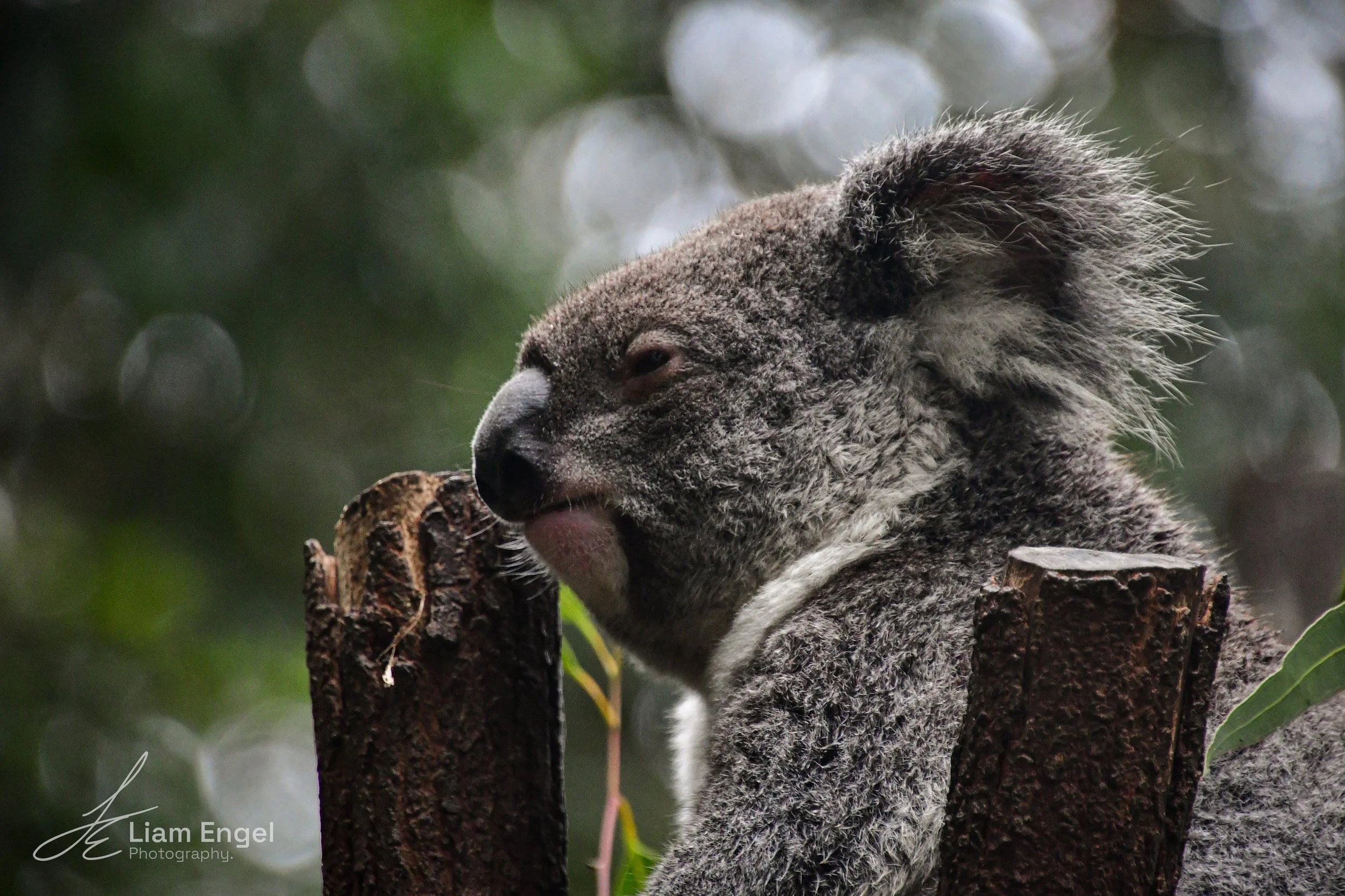 A koala resting on a tree branch with its eyes closed and head leaning against the wood, surrounded by greenery.