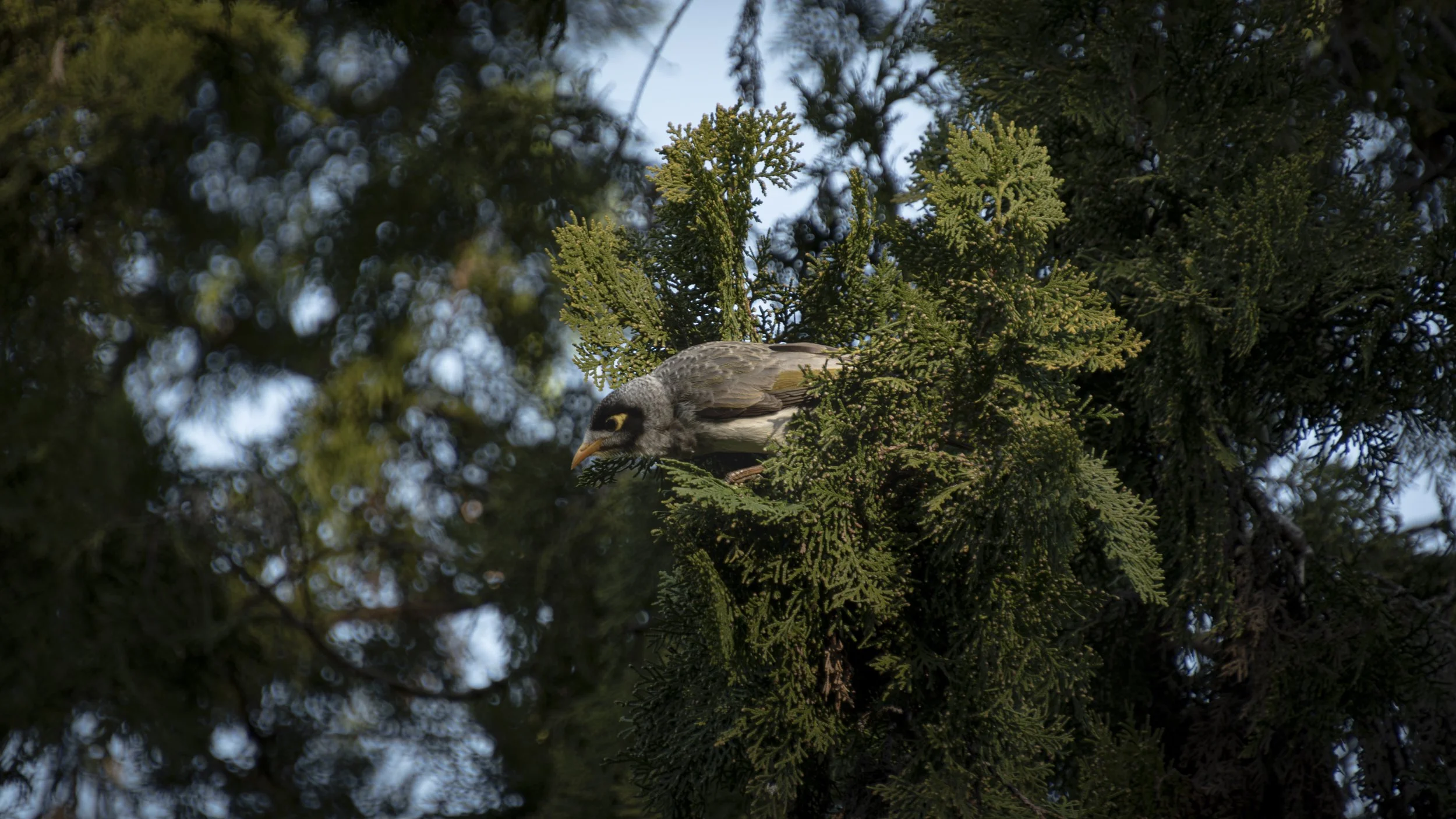 A bird perched on a tree branch amidst green pine foliage.