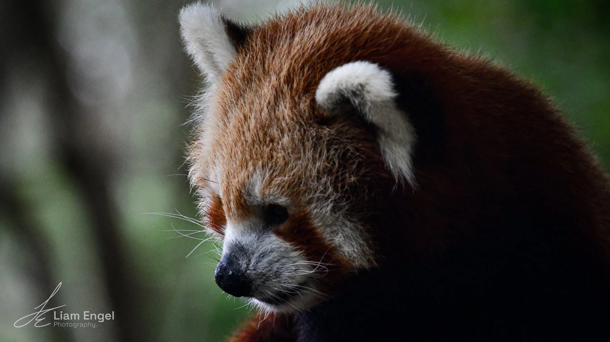 Close-up of a red panda’s face with closed eyes, showing reddish-brown fur and white facial markings, against a blurred green background.