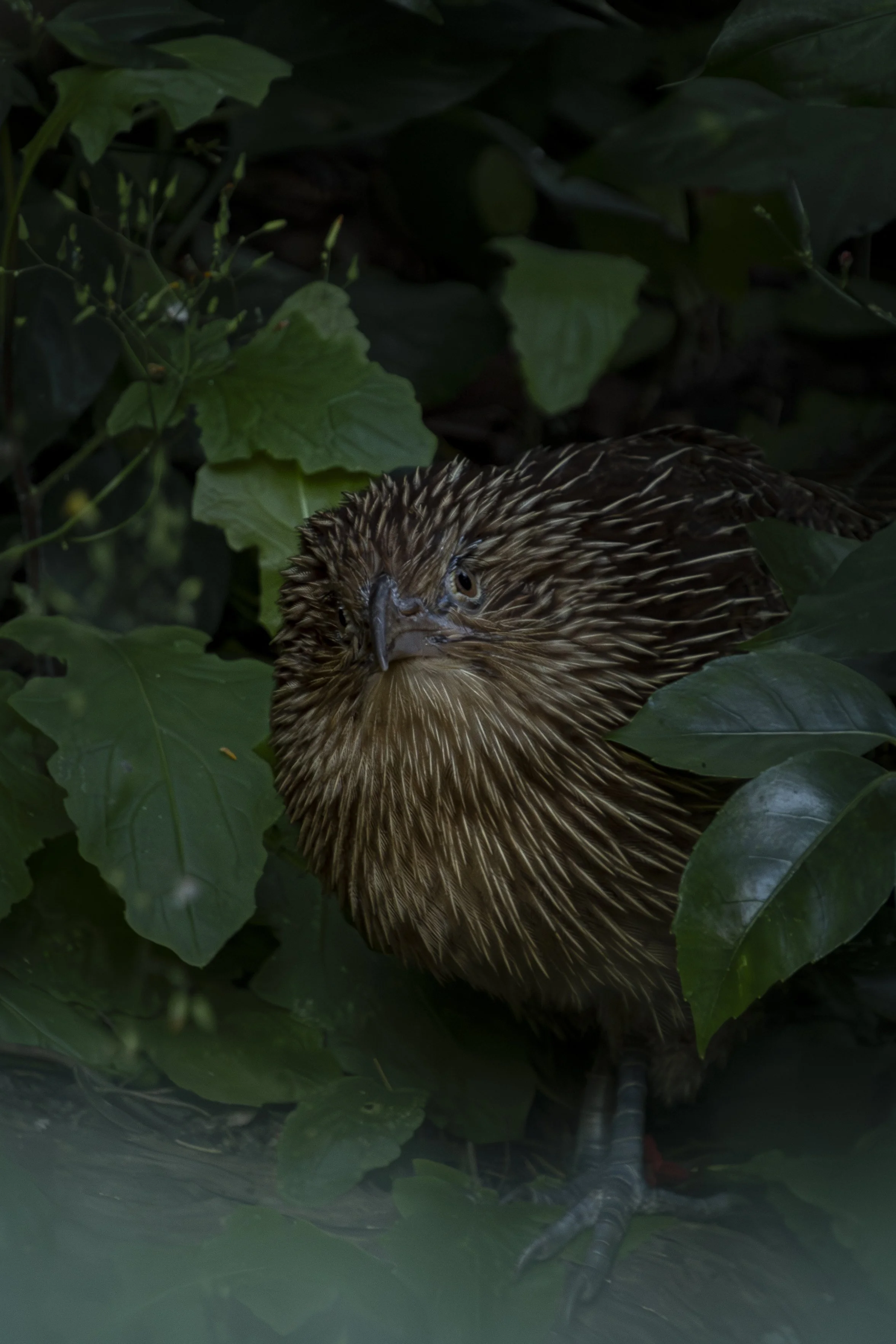 A brown bird with spiky feathers standing among green leaves in a dark, dense foliage.
