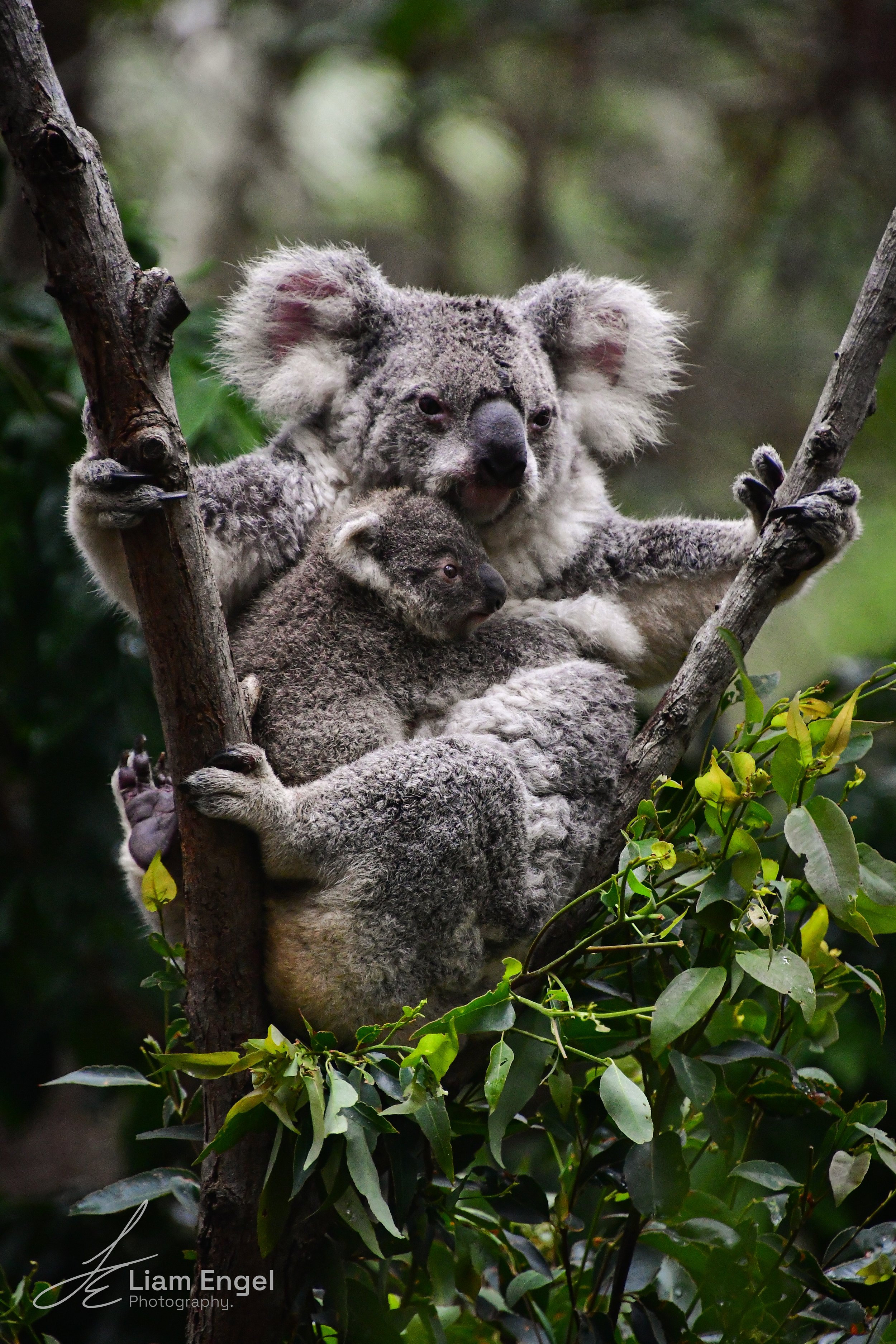 A mother koala and her joey sitting in a tree among green leaves, with the mother holding onto a branch and the joey clinging to her.