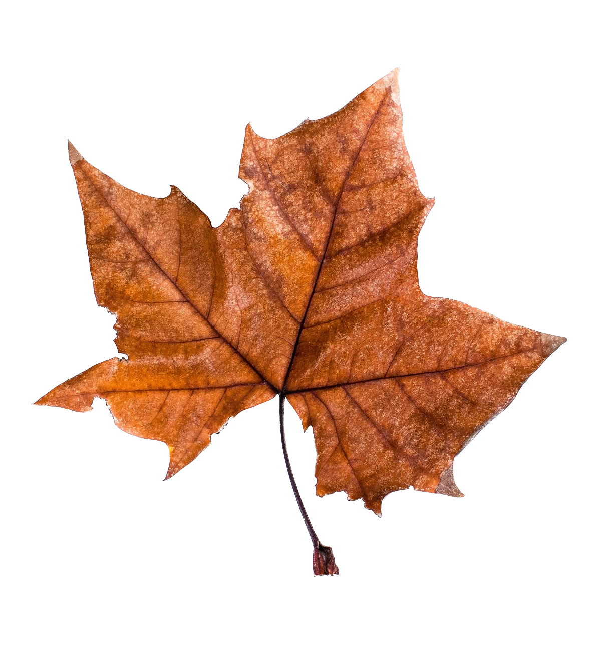 The Season of Release: Autumn and the Metal Element