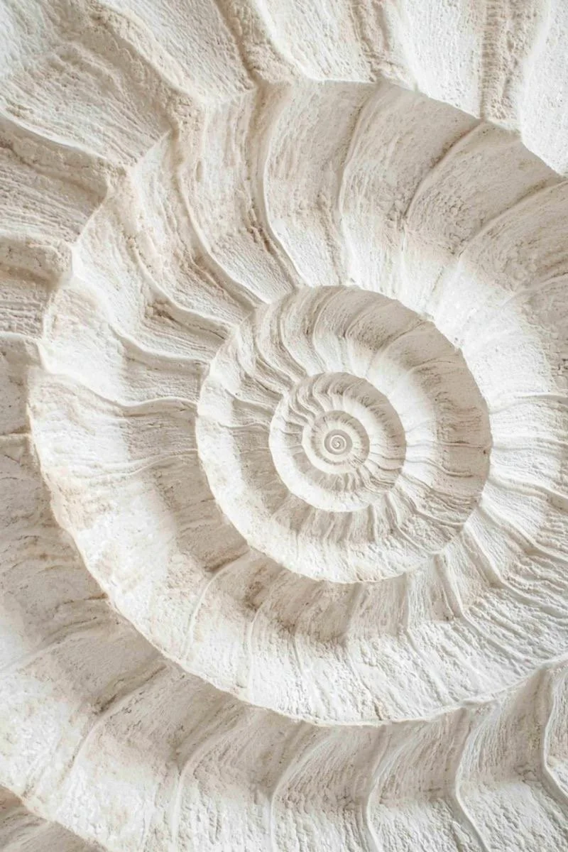 Close-up of a spiral-shaped seashell with ridges and textured surface.
