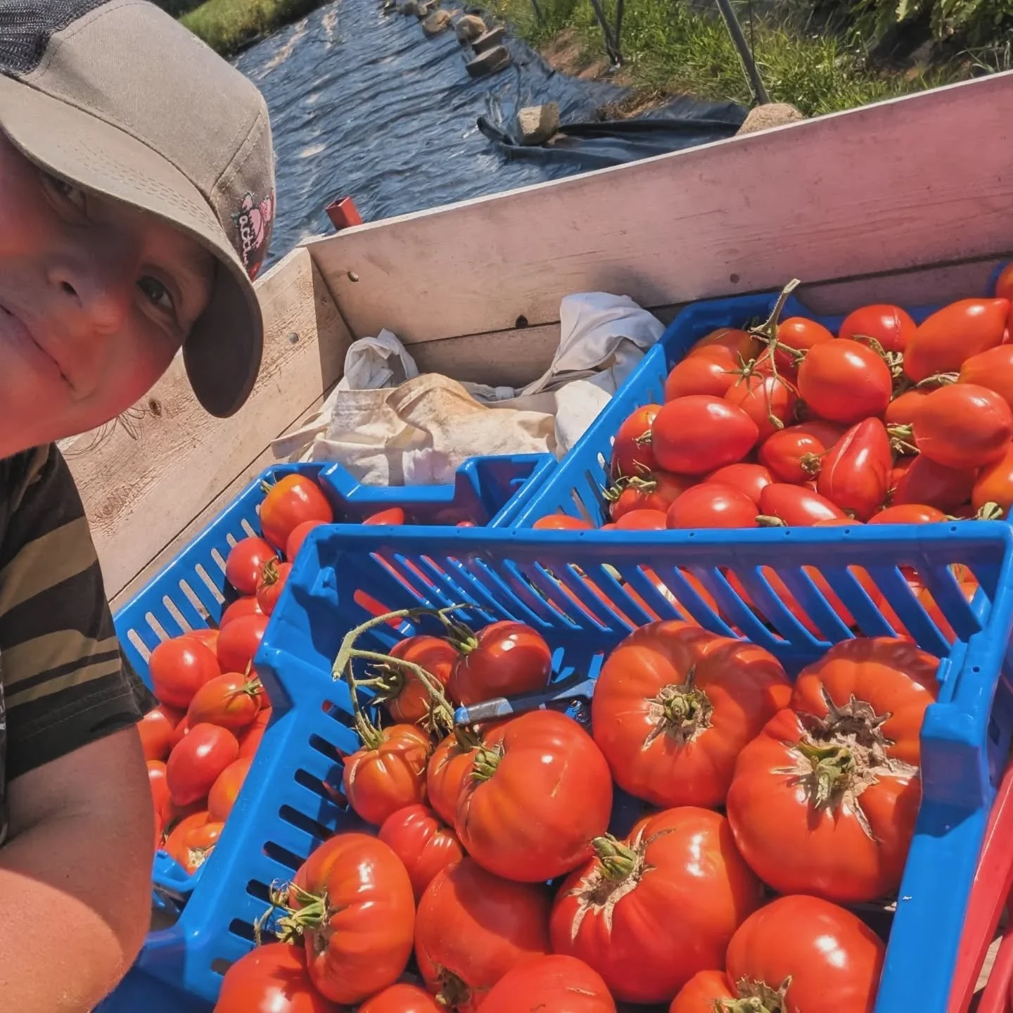 🍅 C&rsquo;est commenc&eacute; ! L&rsquo;abondance de tomates est arriv&eacute;e &agrave; la ferme et la saison des conserves bat son plein!!

Salsa, caponata, concentr&eacute; de cr&egrave;me de tomate, en d&eacute;s, en jus, en sauce&hellip; tout y