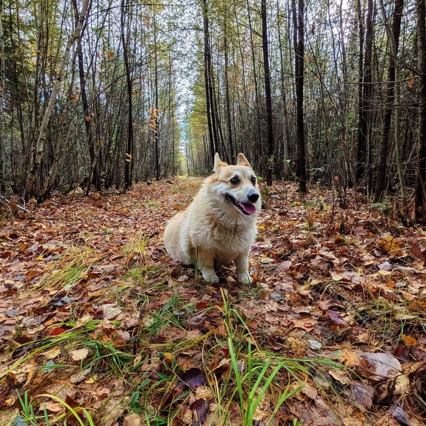 Stella est bien heureuse que les temp&eacute;ratures plus froides s'installent tranquillement pas vite! 🤪 Elle revient marcher &agrave; mes c&ocirc;t&eacute;s.
.
.
.
#automne #baladeautomnale #corgilove #corgiquebec #mylifeinthecountry #viealaferme 