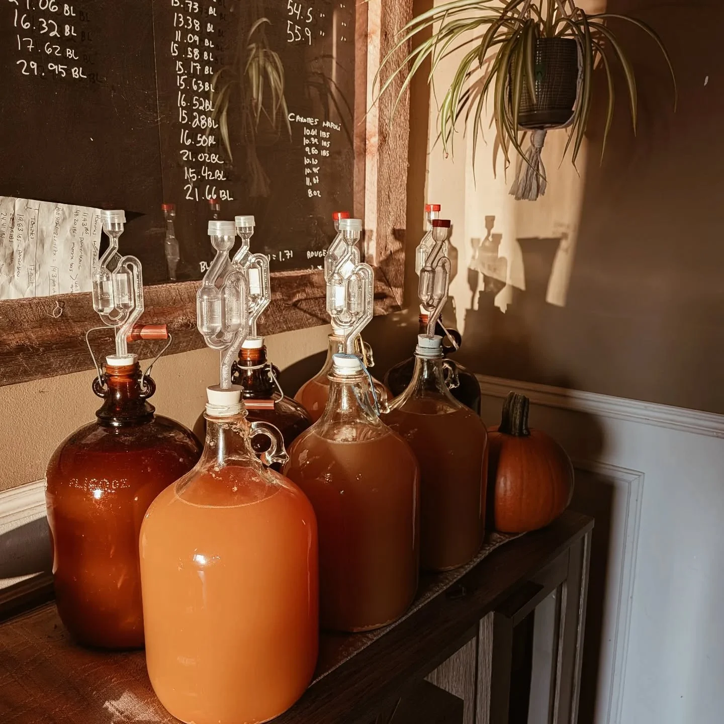 Une belle production de cidre 2025.
.
.
.
#homesteadingskills #applecider #fermentation #makingapplecider #lifeonthehomestead #autonomie