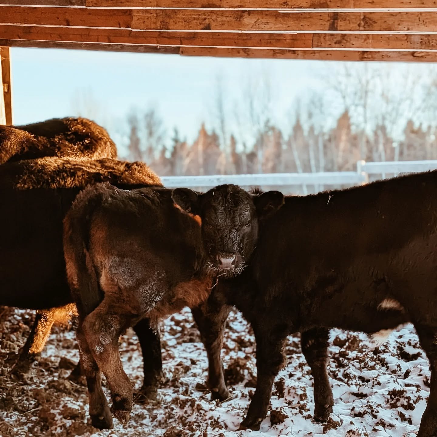 Par un beau 5 d&eacute;cembre 2025