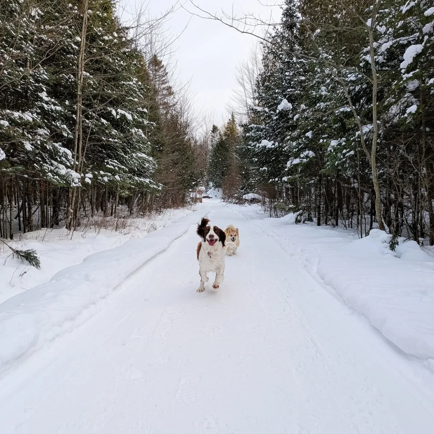 15 d&eacute;cembre 2025

Mon chum nous a fait de magnifiques sentiers. 
Que de bonheur de pouvoir aller s'y promener!!!!
.
.
.
#ᴡɪɴᴛᴇʀᴡᴏɴᴅᴇʀʟᴀɴᴅ #whitechristmas❄️ #spanielspringer #dogofınstagram