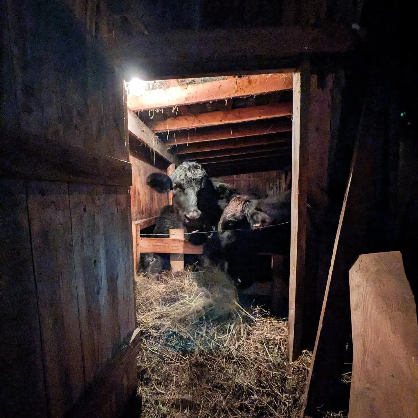 16 d&eacute;cembre 2025
.
.
.
#atthefarm #homesteadinglife #noclonedmeat
#countrysidelife #raisingbeef #grassfedbeef
#atthebarn #wintertime