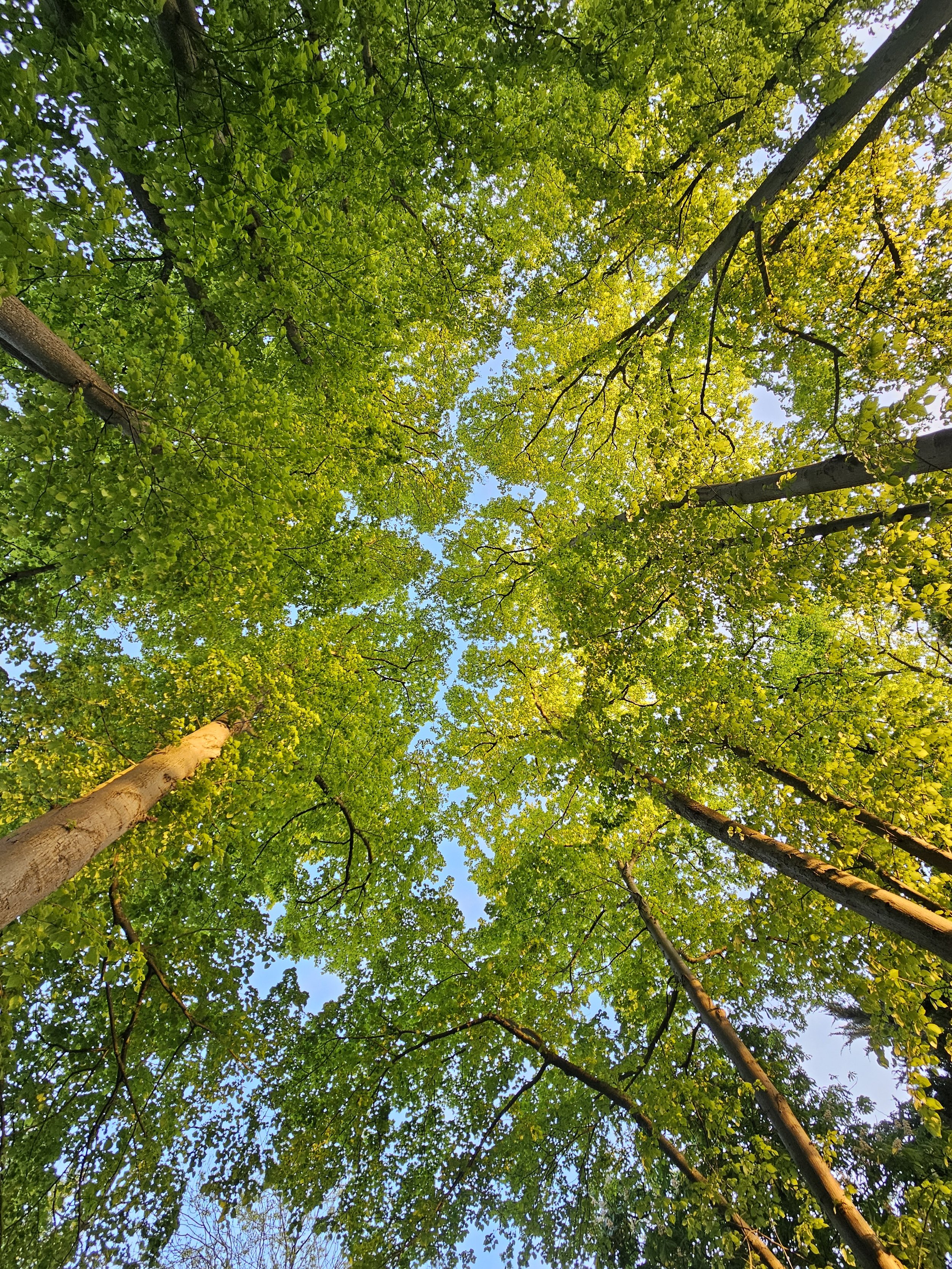 Canopy at Zen & Den