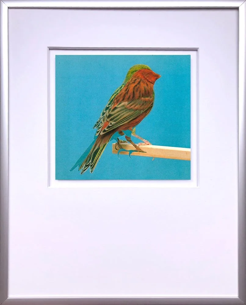 canary collage white bird blue background