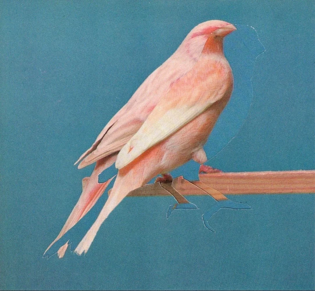 canary collage pink bird blue background