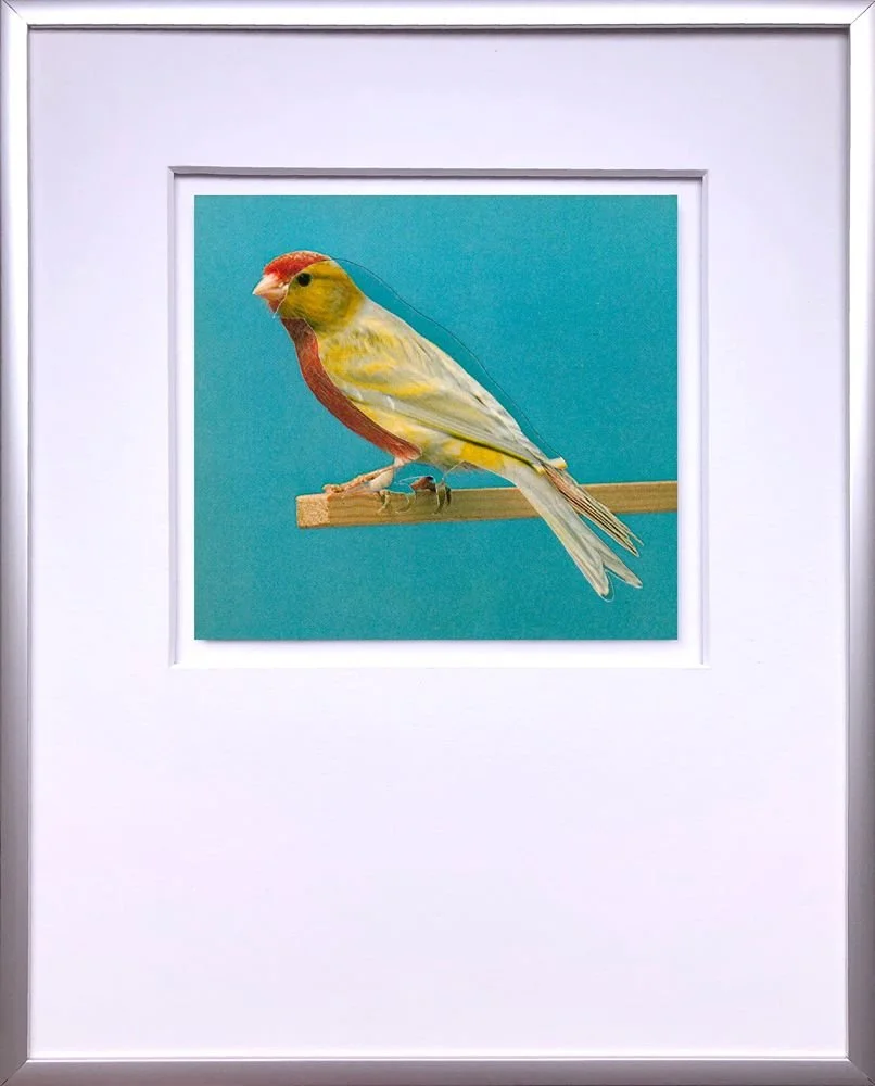 canary collage yellow bird blue background