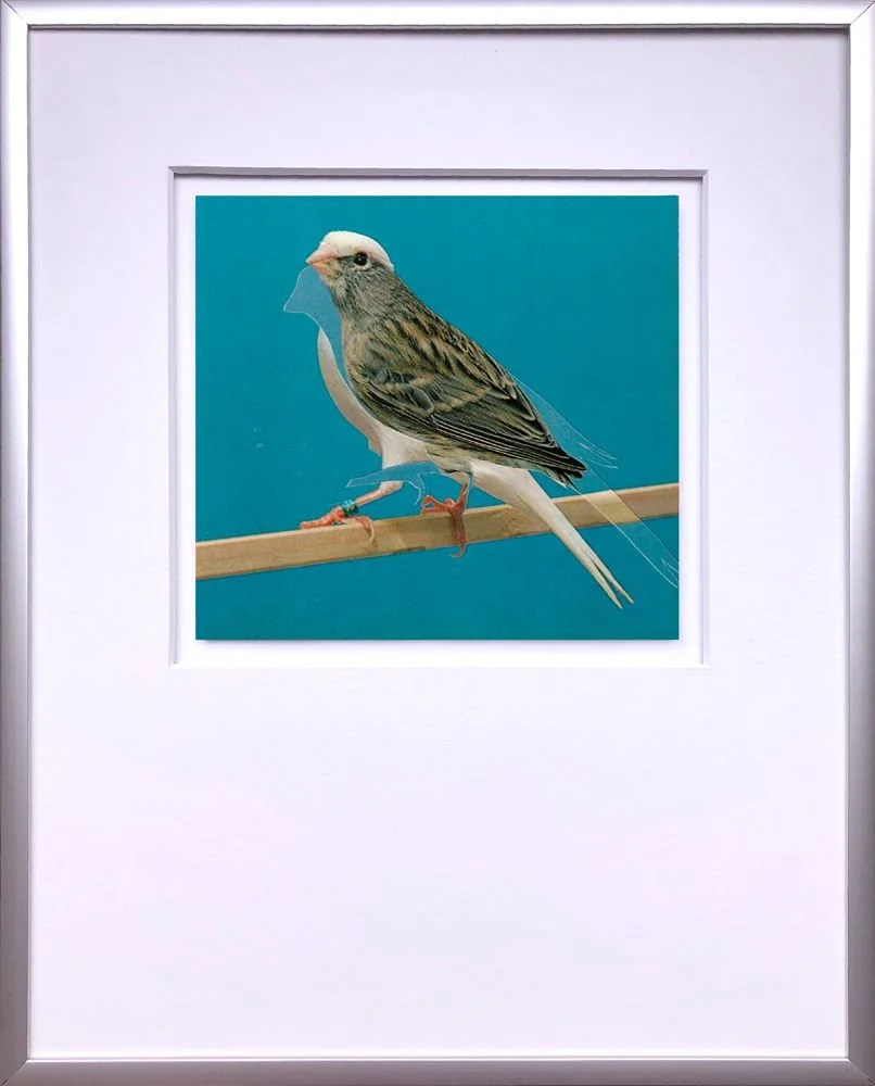 canary collage white bird blue background