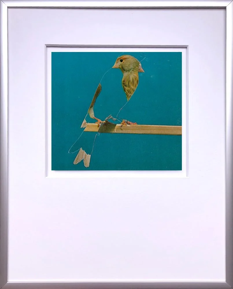 canary collage white bird blue background