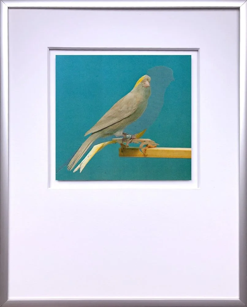 canary collage white bird blue background