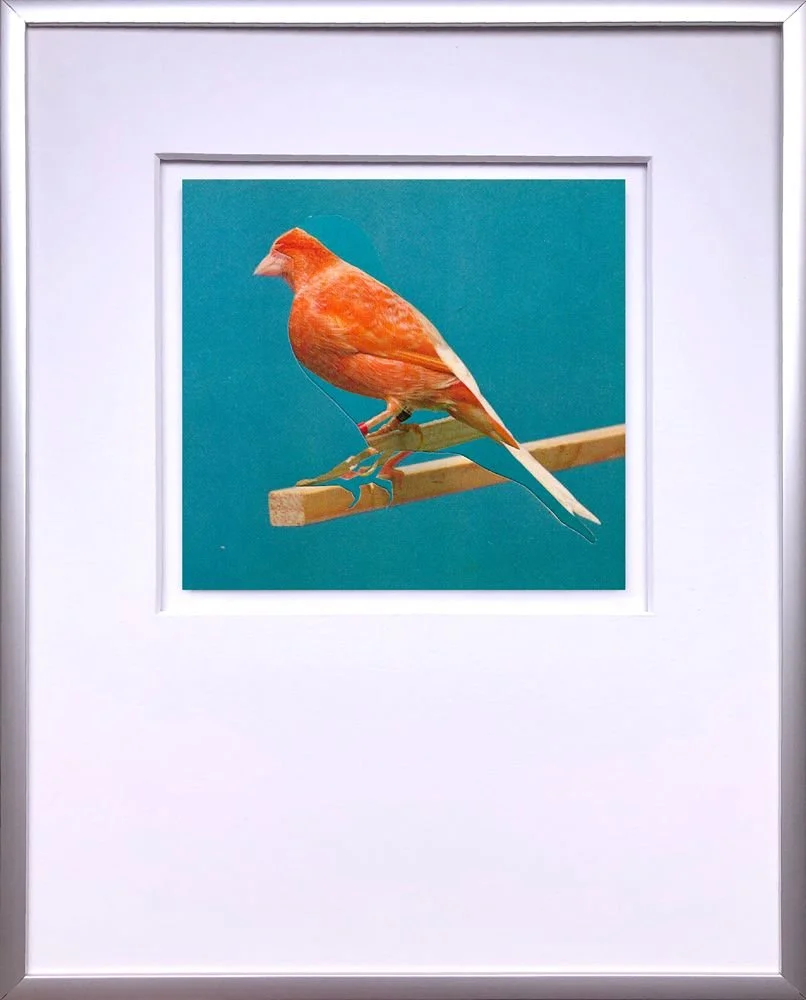 canary collage red bird blue background