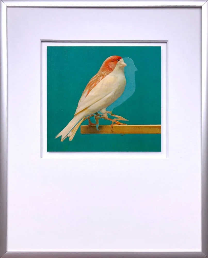 canary collage white bird blue background