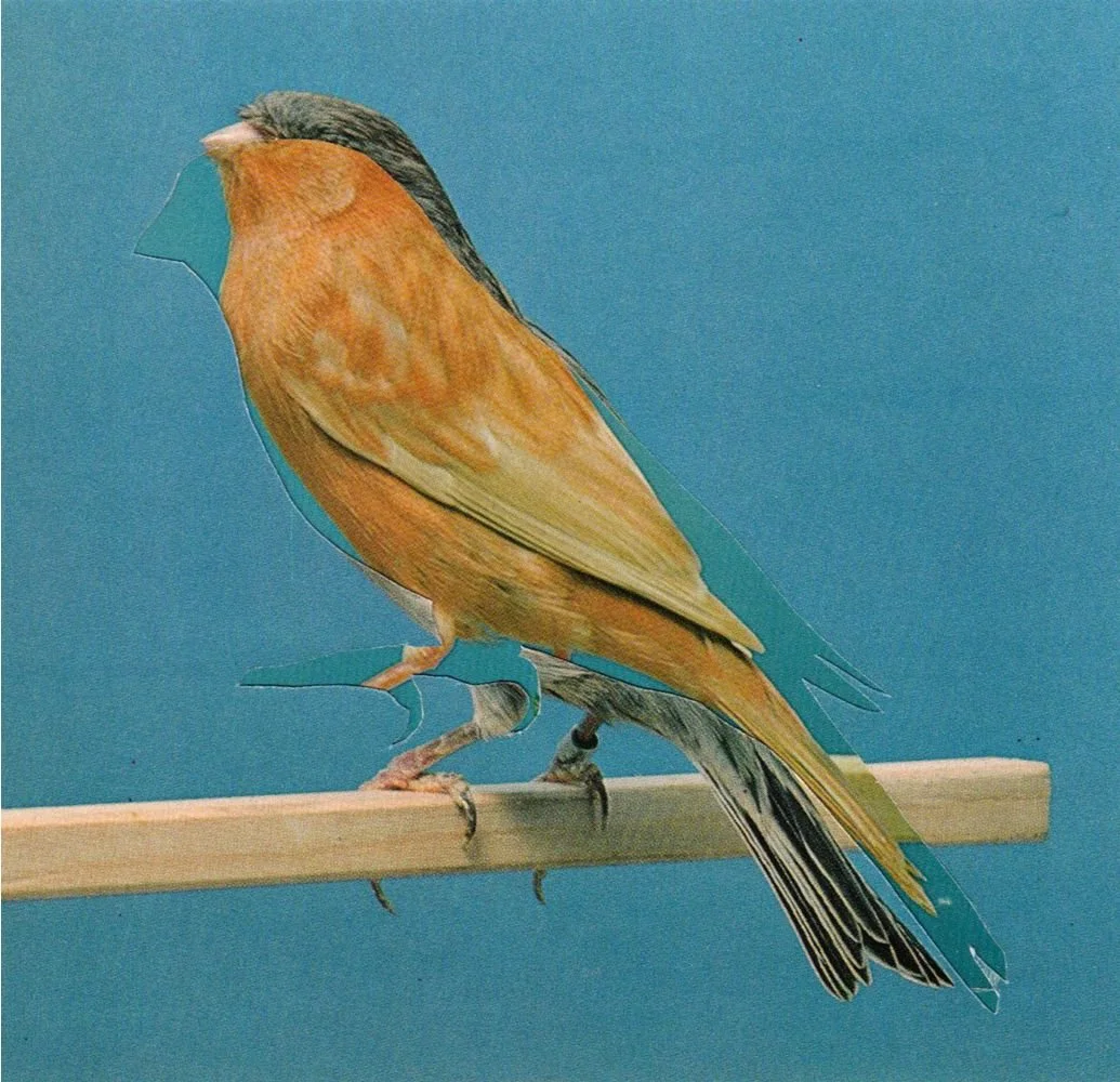 canary collage orange bird blue background