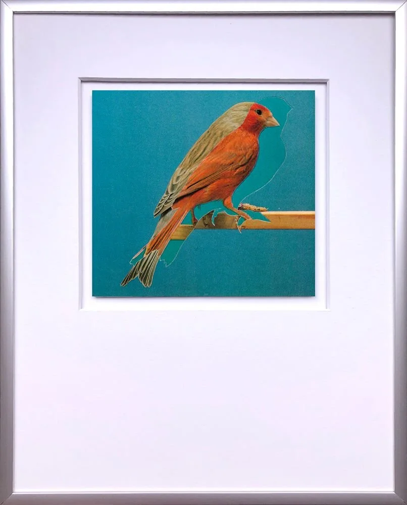 canary collage red brown bird blue background