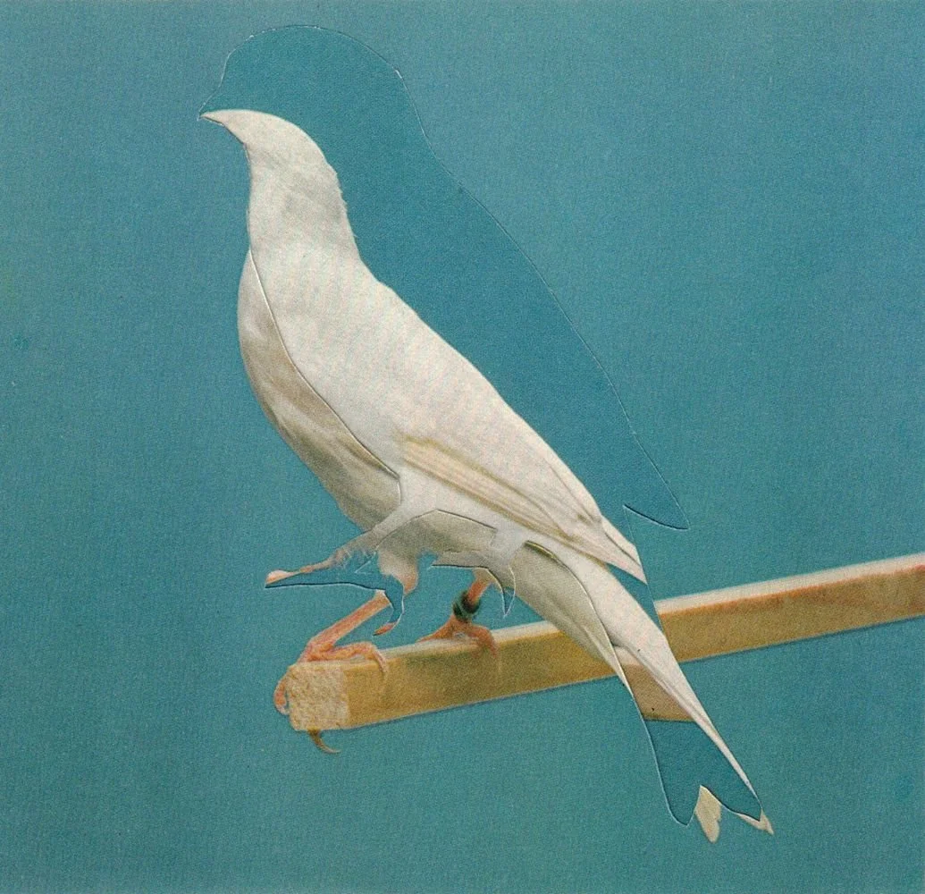 canary collage white bird blue background